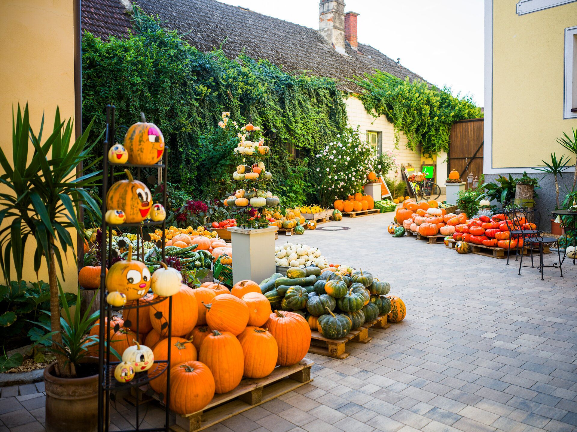 Numerous pumpkin varieties in the courtyard of the Heisler pumpkin adventure farm in Ornding in Nibelungengau