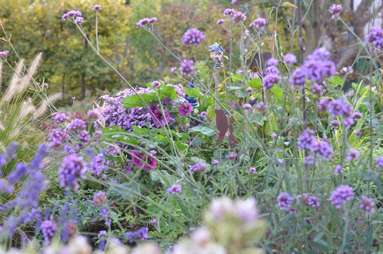 An autumnal garden with purple and pink flowers surrounded by green foliage.
