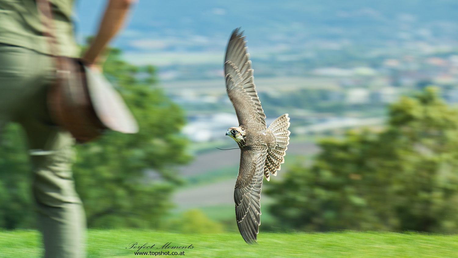 A falcon flies just above the ground while a person stands in the background.