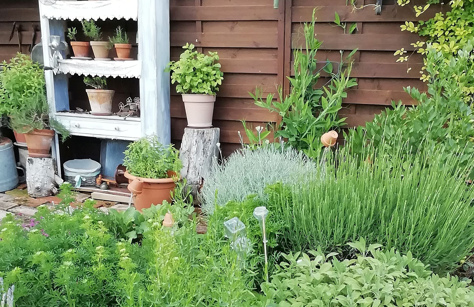 A herb garden with various plants and pots in front of a wooden fence.