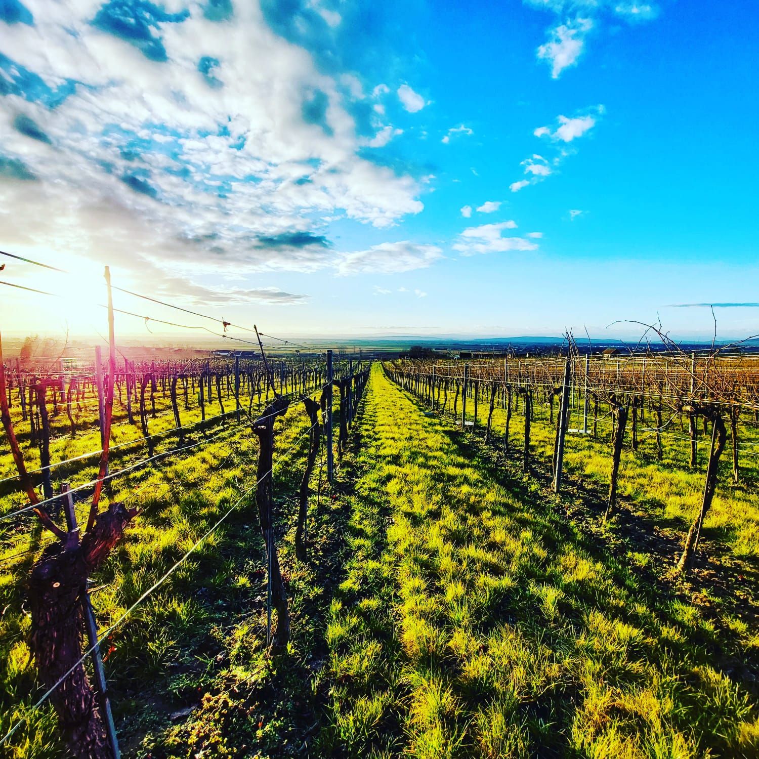 Vineyard in spring