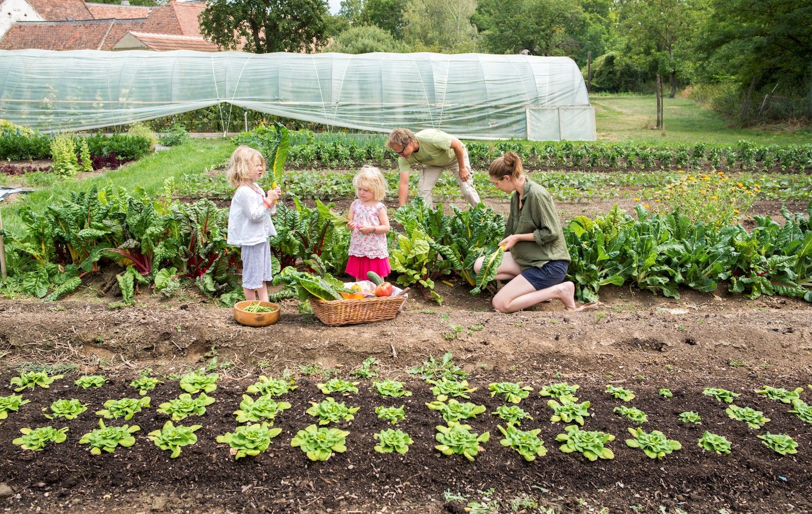 Family harvesting vegetables in a garden with a greenhouse in the background.
