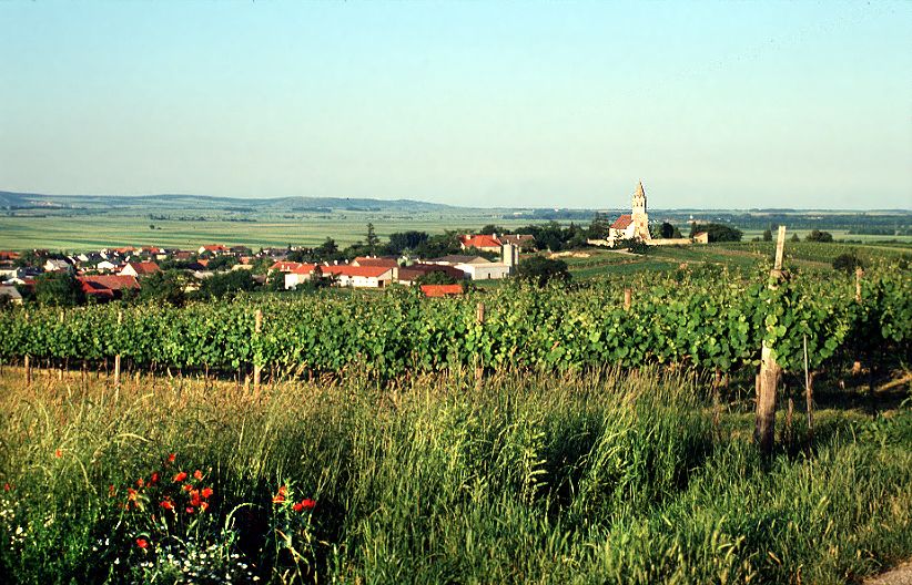 View of Höflein with vineyards in the foreground and a church in the background.