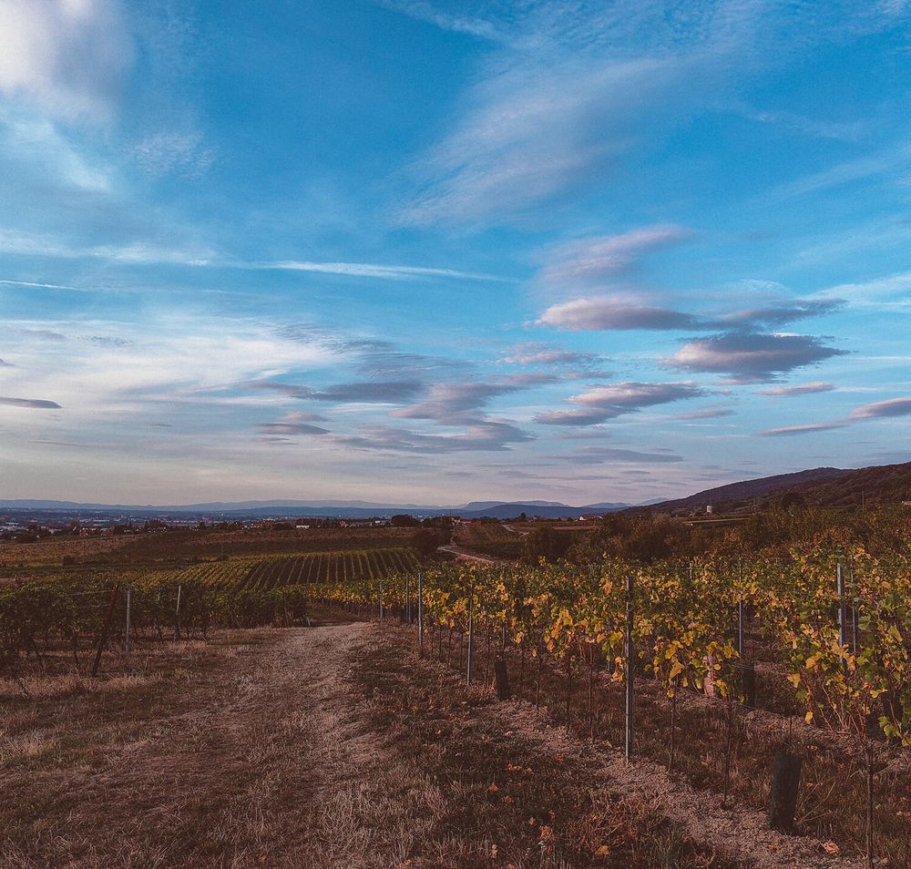 Die sanften Hügel und die üppigen Weinreben laden zu einem entspannenden Spaziergang ein. Der klare Himmel und die malerische Landschaft schaffen eine harmonische Atmosphäre, die den Sommer in den Bergen perfekt einfängt.
