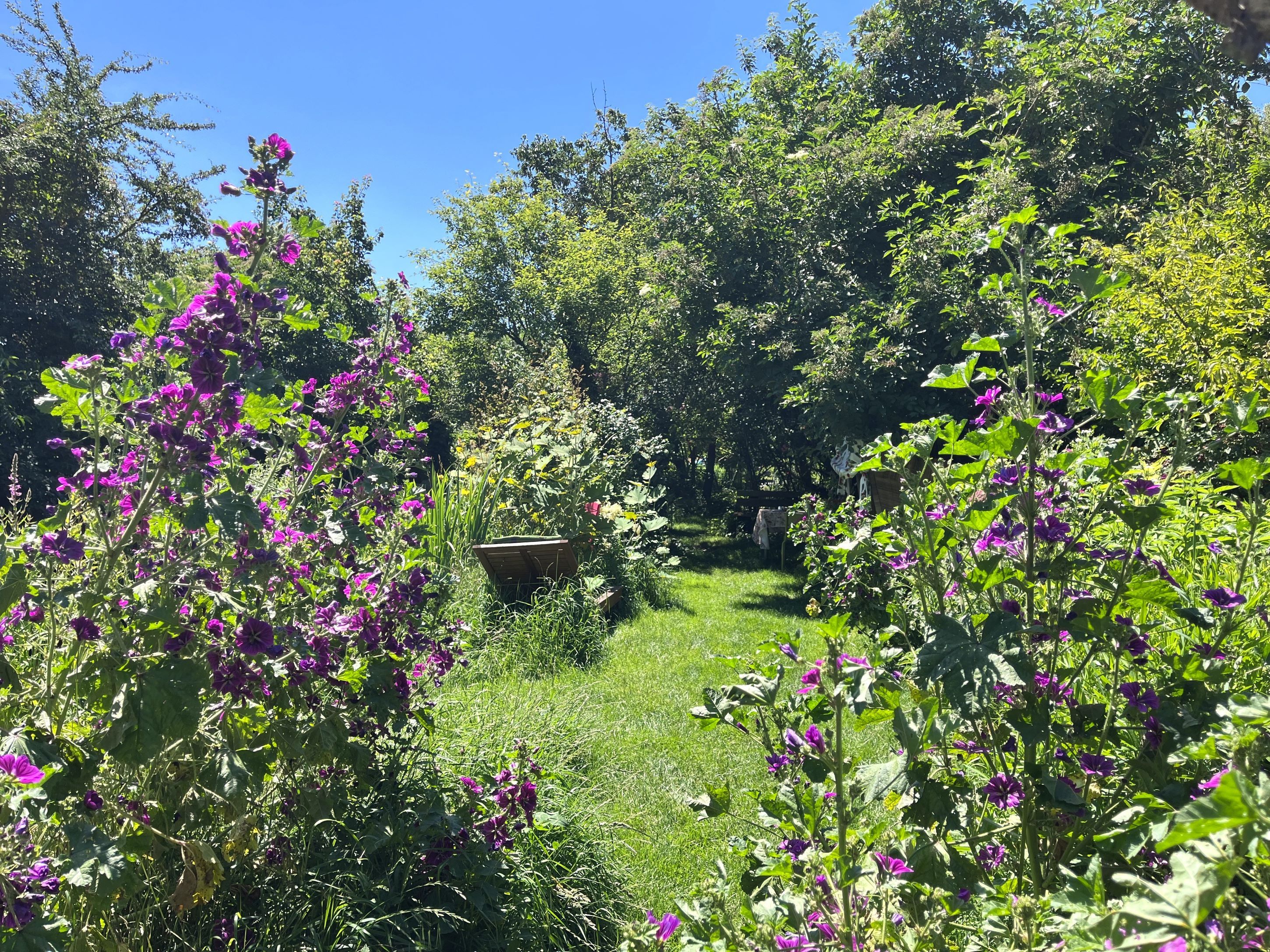 A blooming garden with purple flowers and green trees under a clear blue sky.