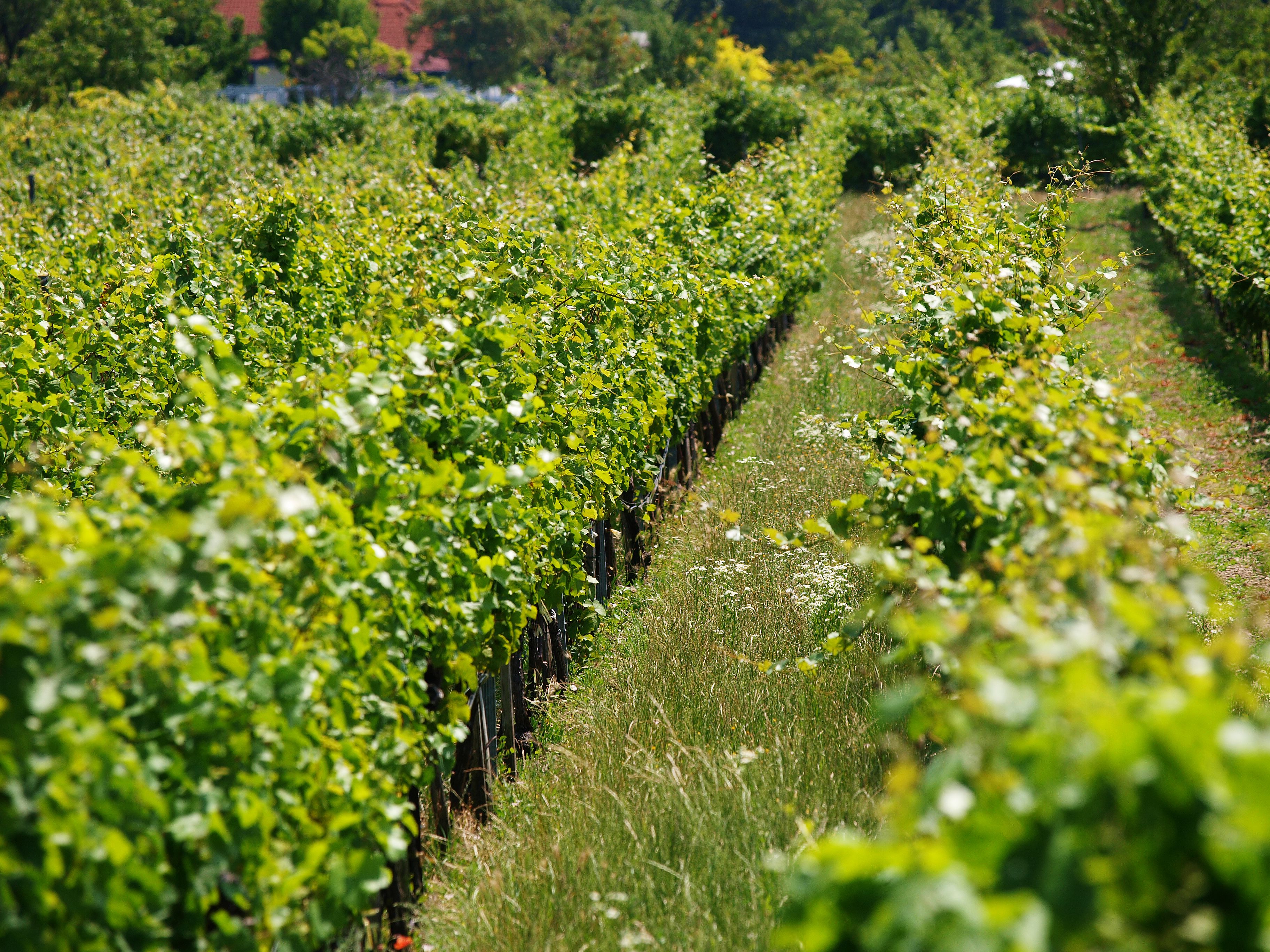 Rows of green vines in a vineyard.