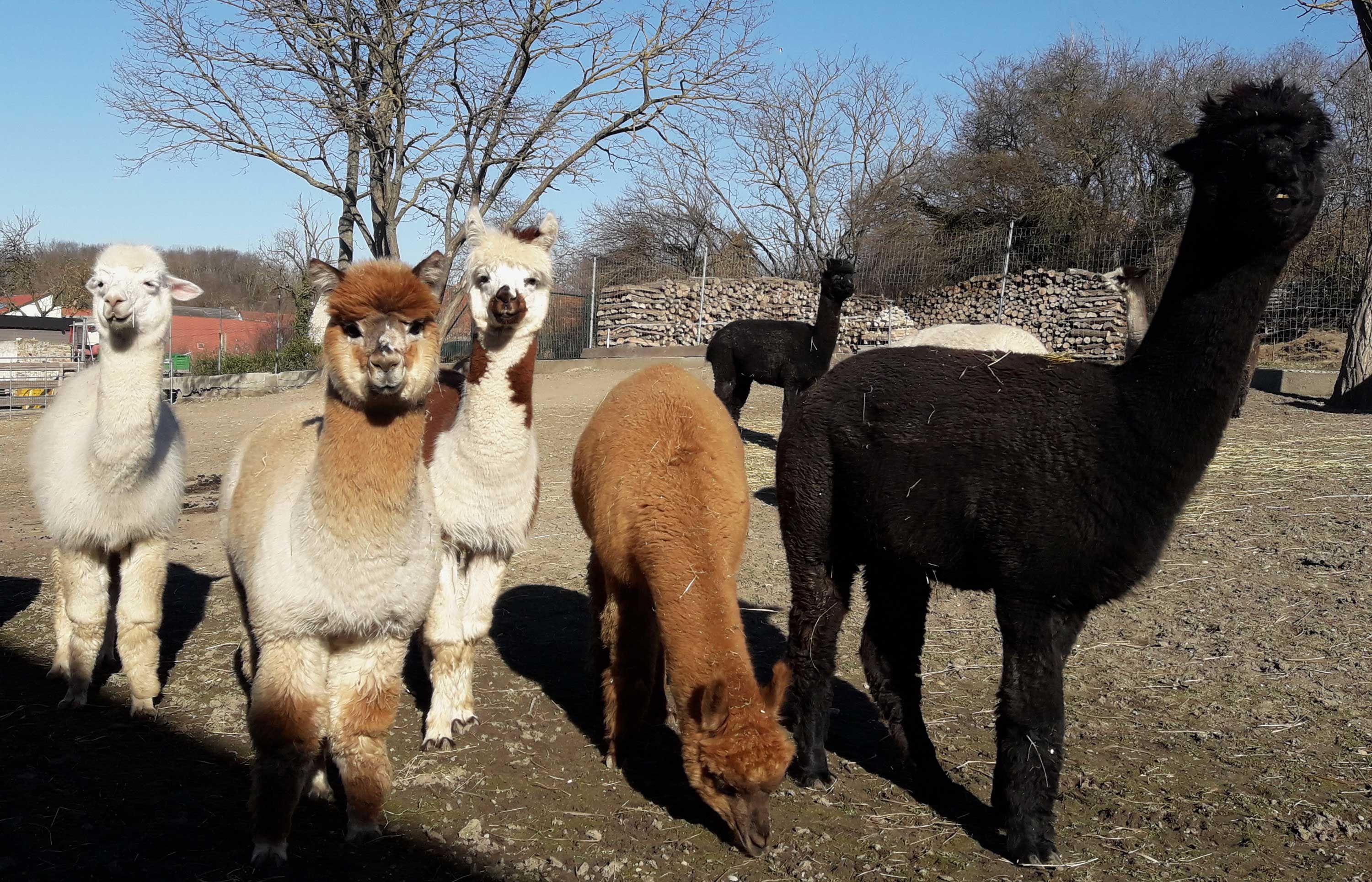 A group of alpacas stands in a field, surrounded by trees and a blue sky.