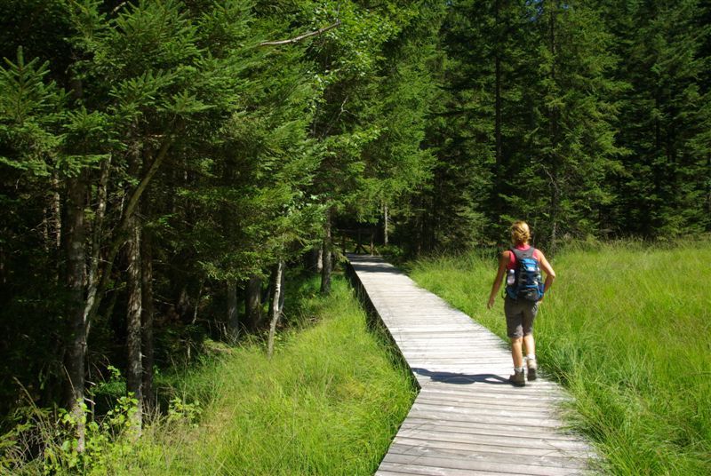 A person walks on a wooden footbridge through a green high moor, surrounded by trees.