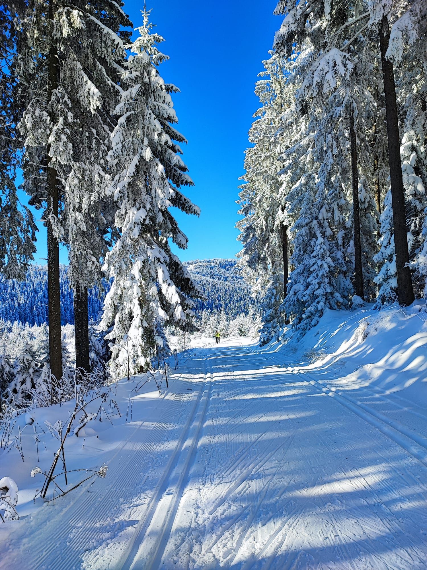 Snow-covered cross-country ski trail in the forest with a blue sky.