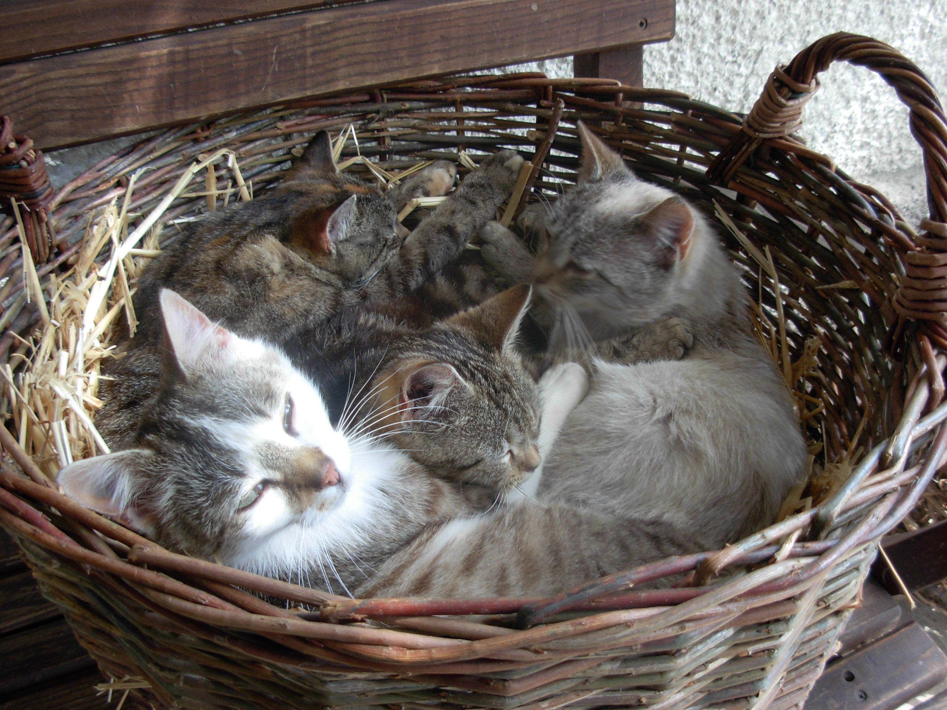 Kittens
