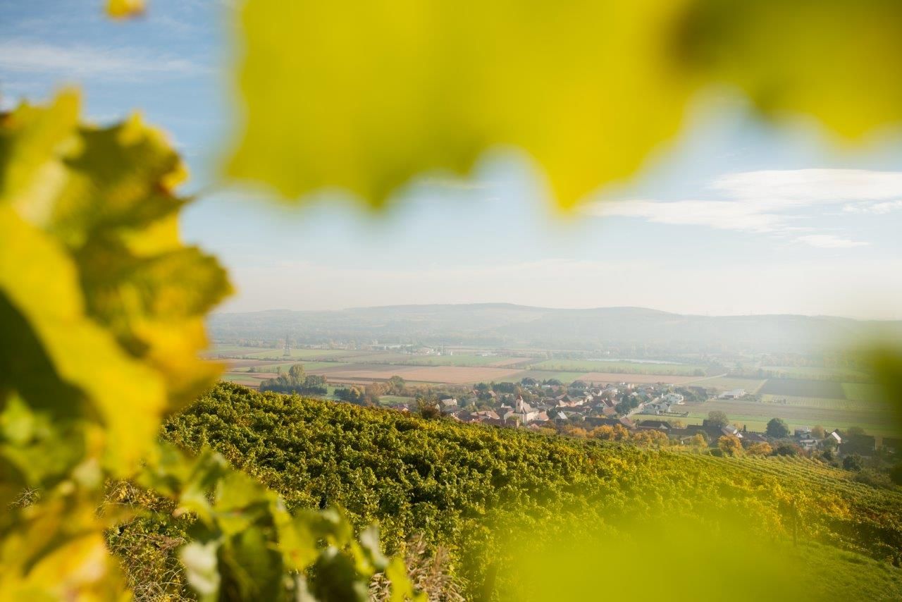 View of a village and surrounding fields through vine leaves in the foreground.