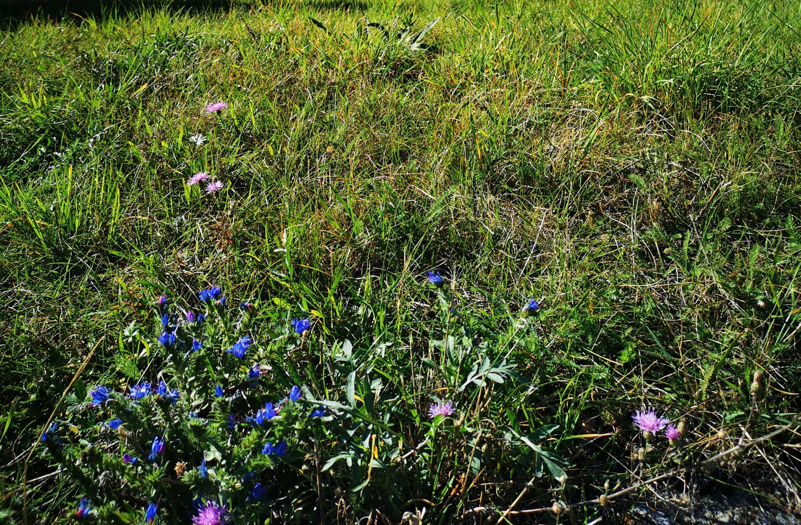 Meadow with purple and blue wildflowers.