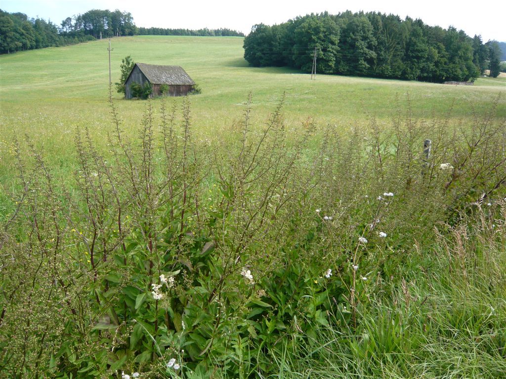 Landscape with meadow, small woodshed and forest in the background.