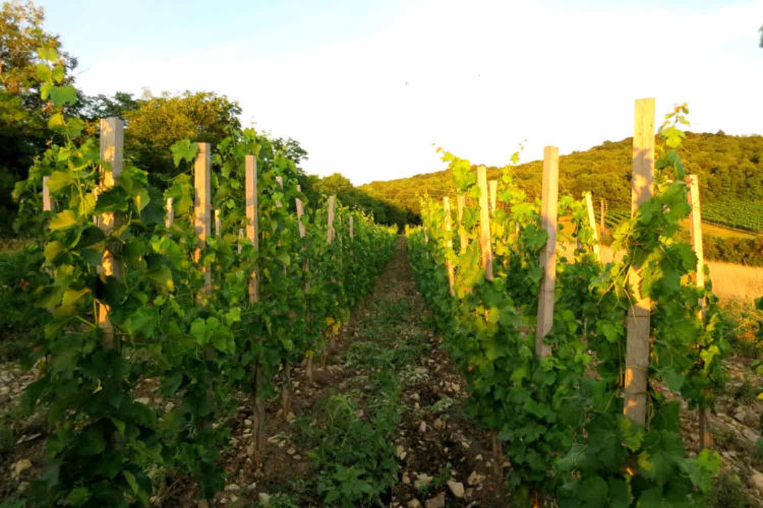 Vines in a vineyard at sunset.