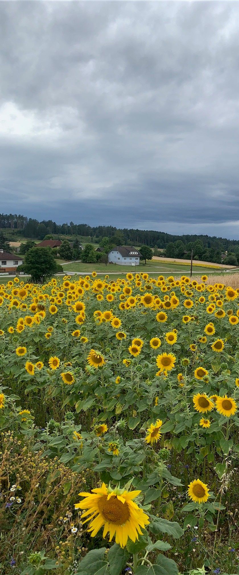 Sunflowers