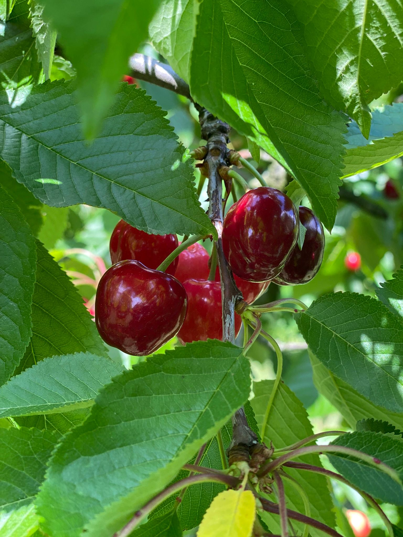 Close-up of red cherries on a tree with green leaves.