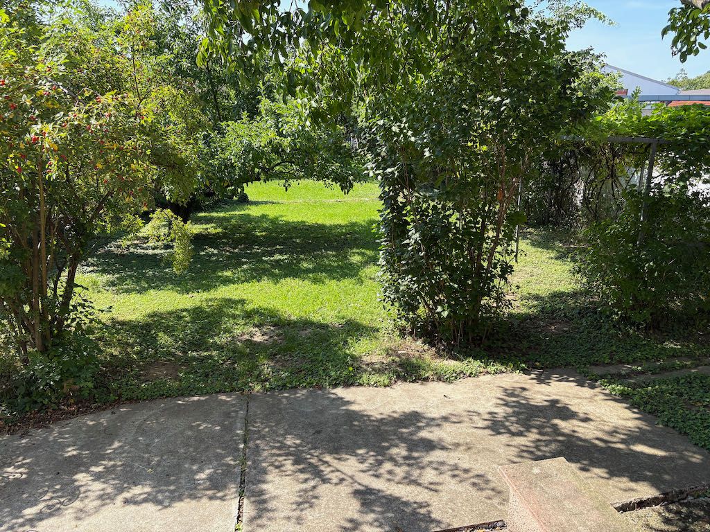 Garden with trees and shrubs, sunny day.