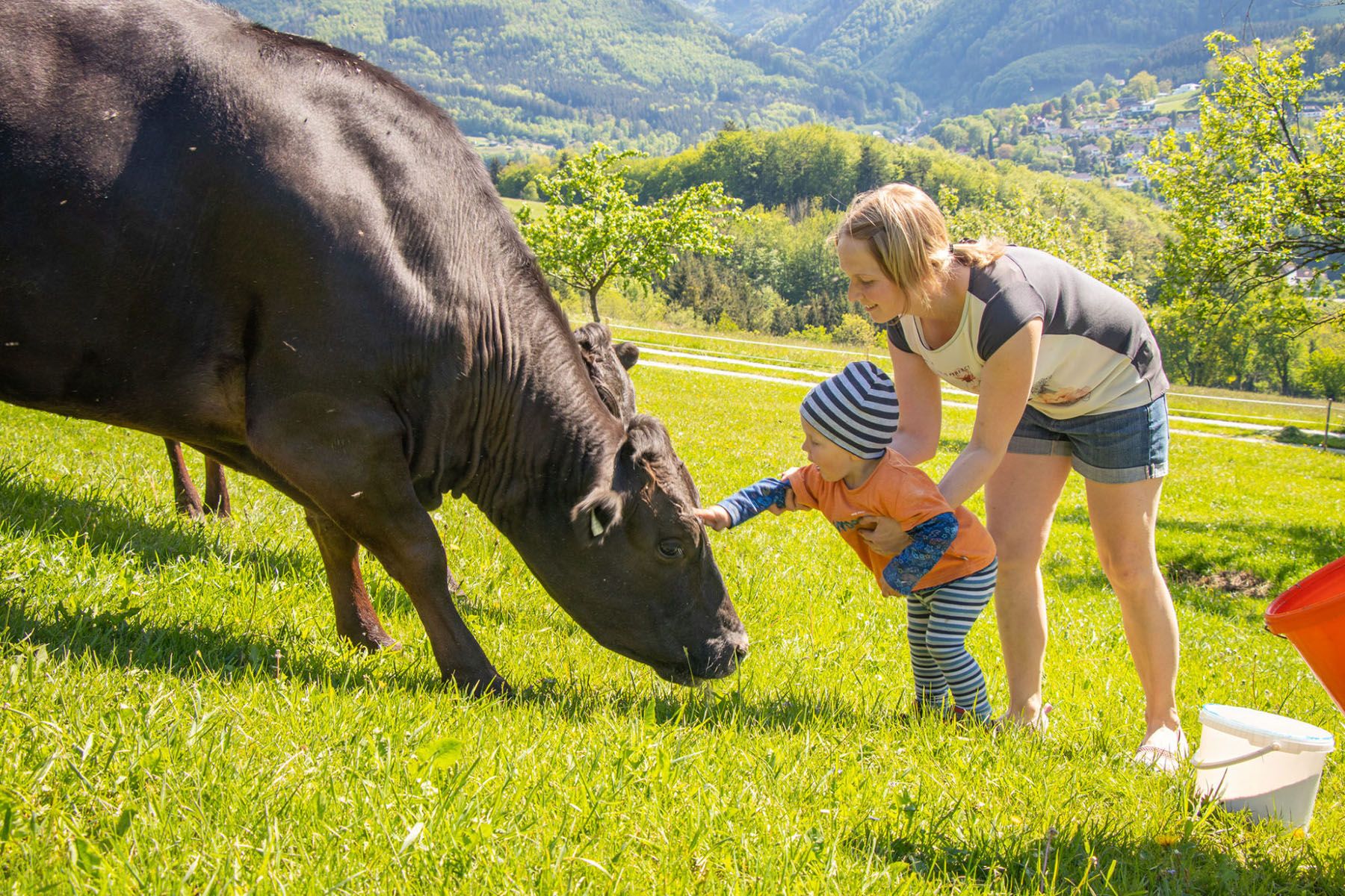 Wagyu cattle from Biohof Zillach