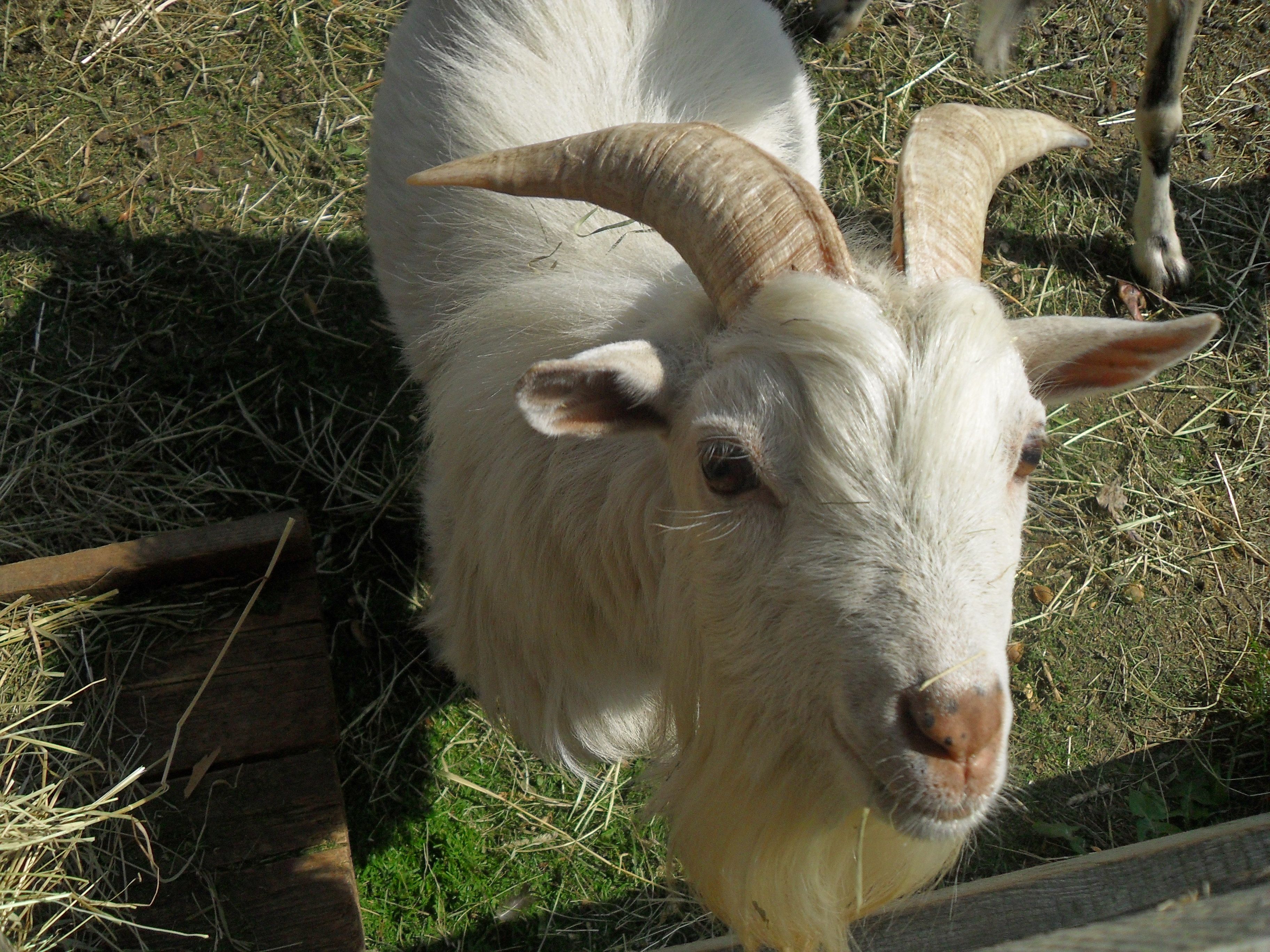 Close-up of a white goat with horns in a meadow.
