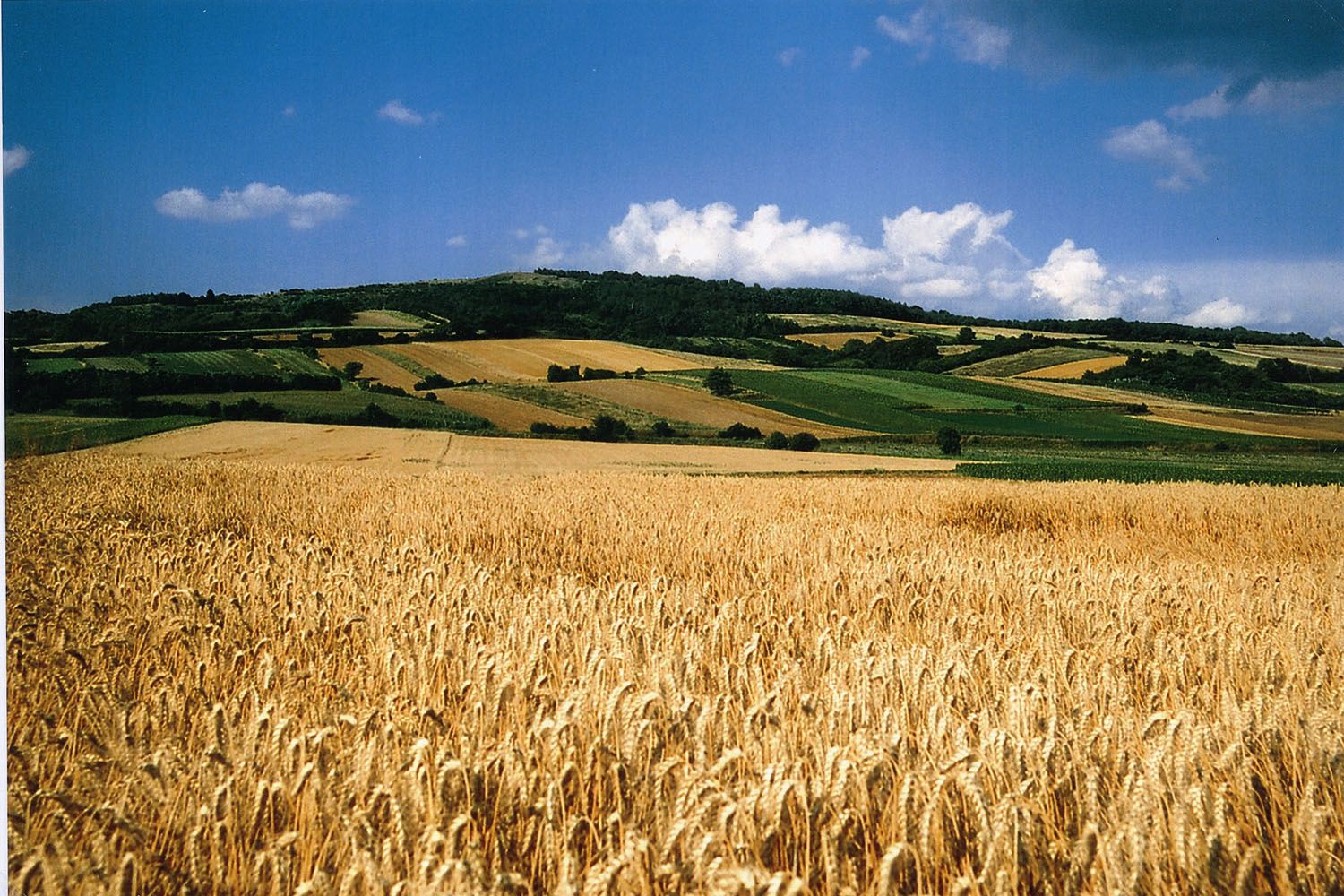 Wheat field in front of a hilly landscape with blue sky and clouds.