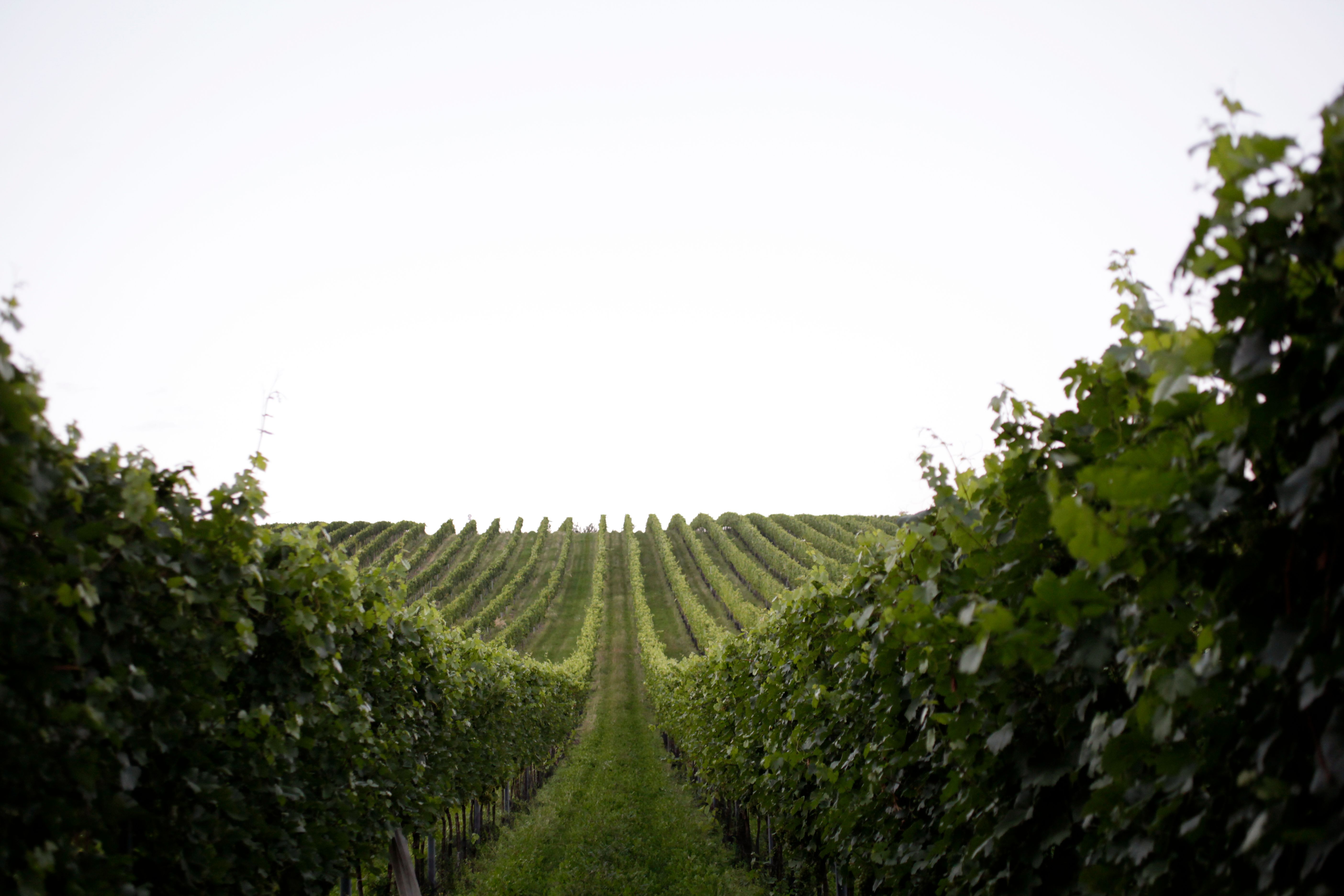 Rows of vines in a vineyard under a clear sky.