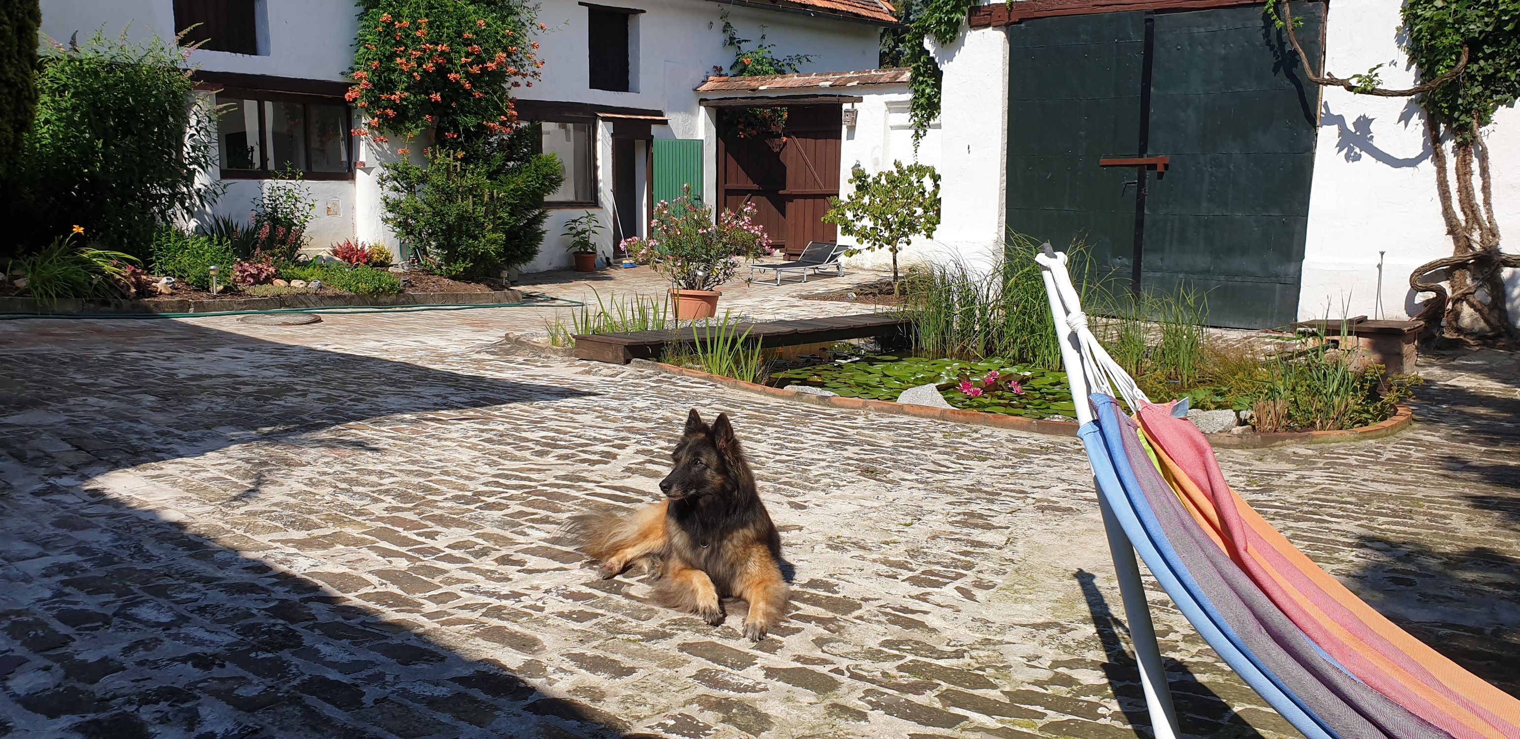 A dog lies on a paved patio next to a pond and a hammock.