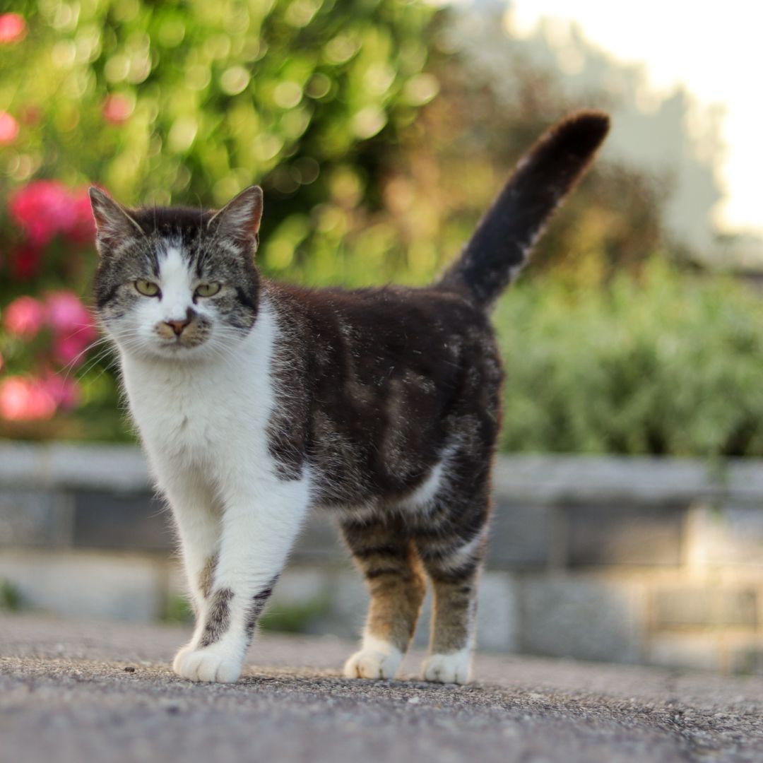 A tabby cat with white paws and chest is standing on a path outside.