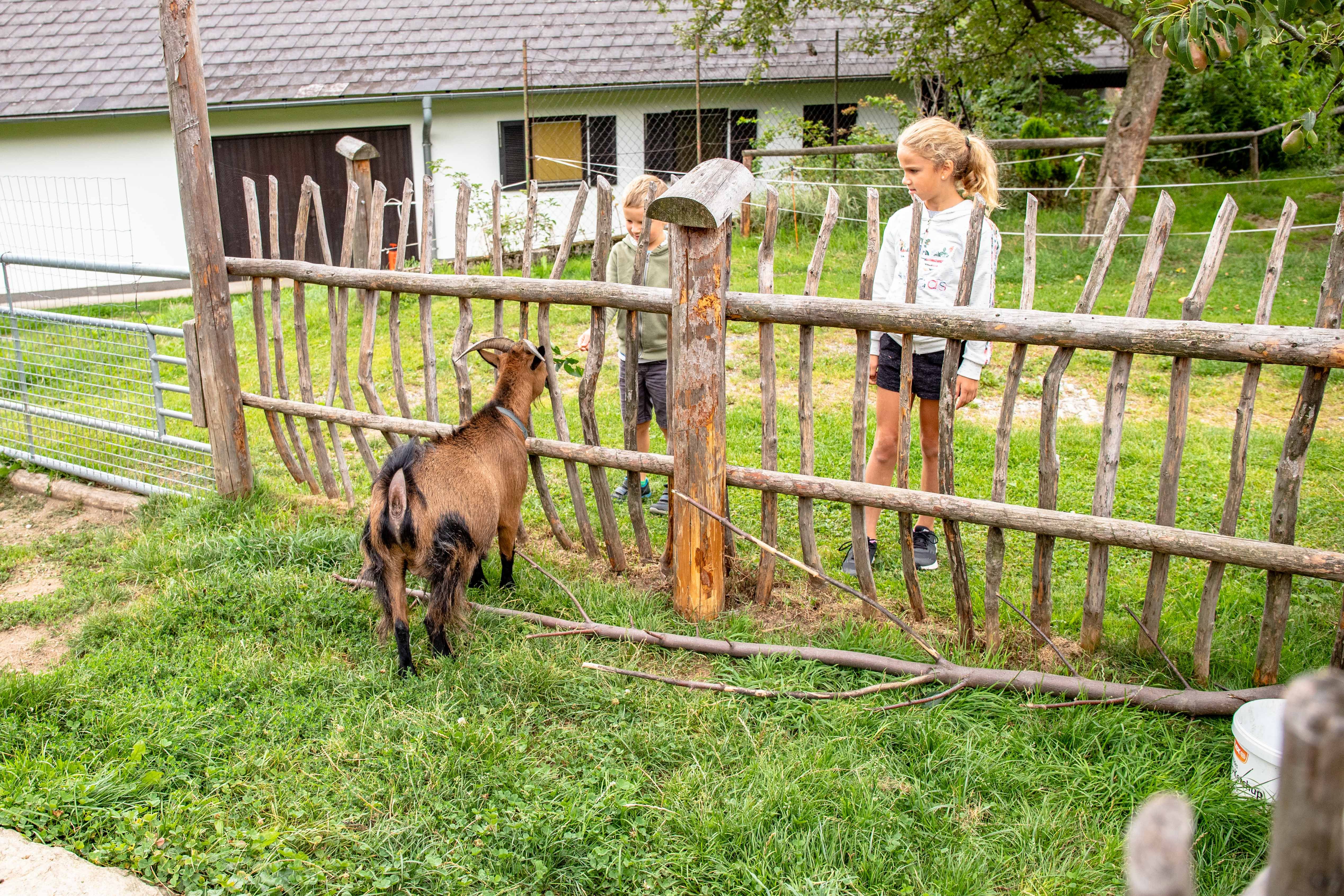 Two children stand behind a wooden fence and look at a dwarf goat in a meadow.