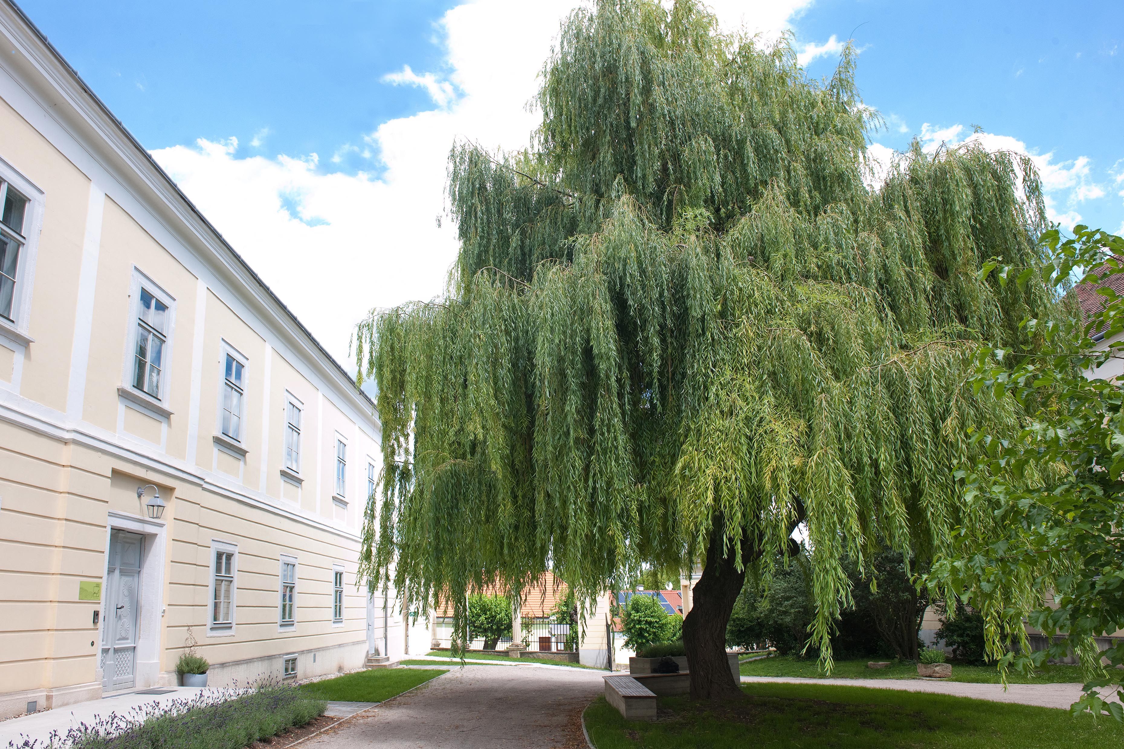 Large tree next to a yellow building with blue sky in the background.