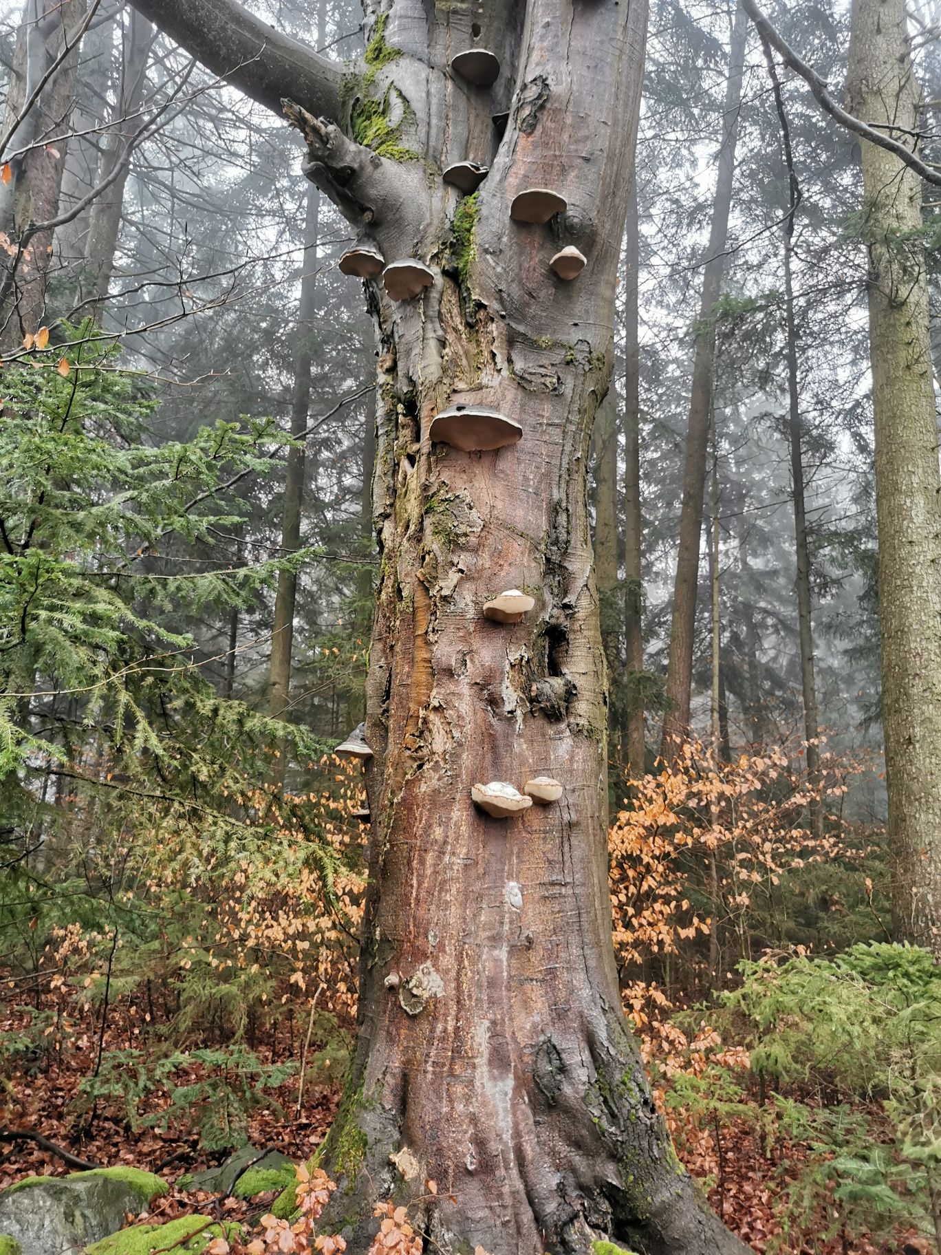 Tree in the municipal area of Seyfrieds_Wolfsegg
