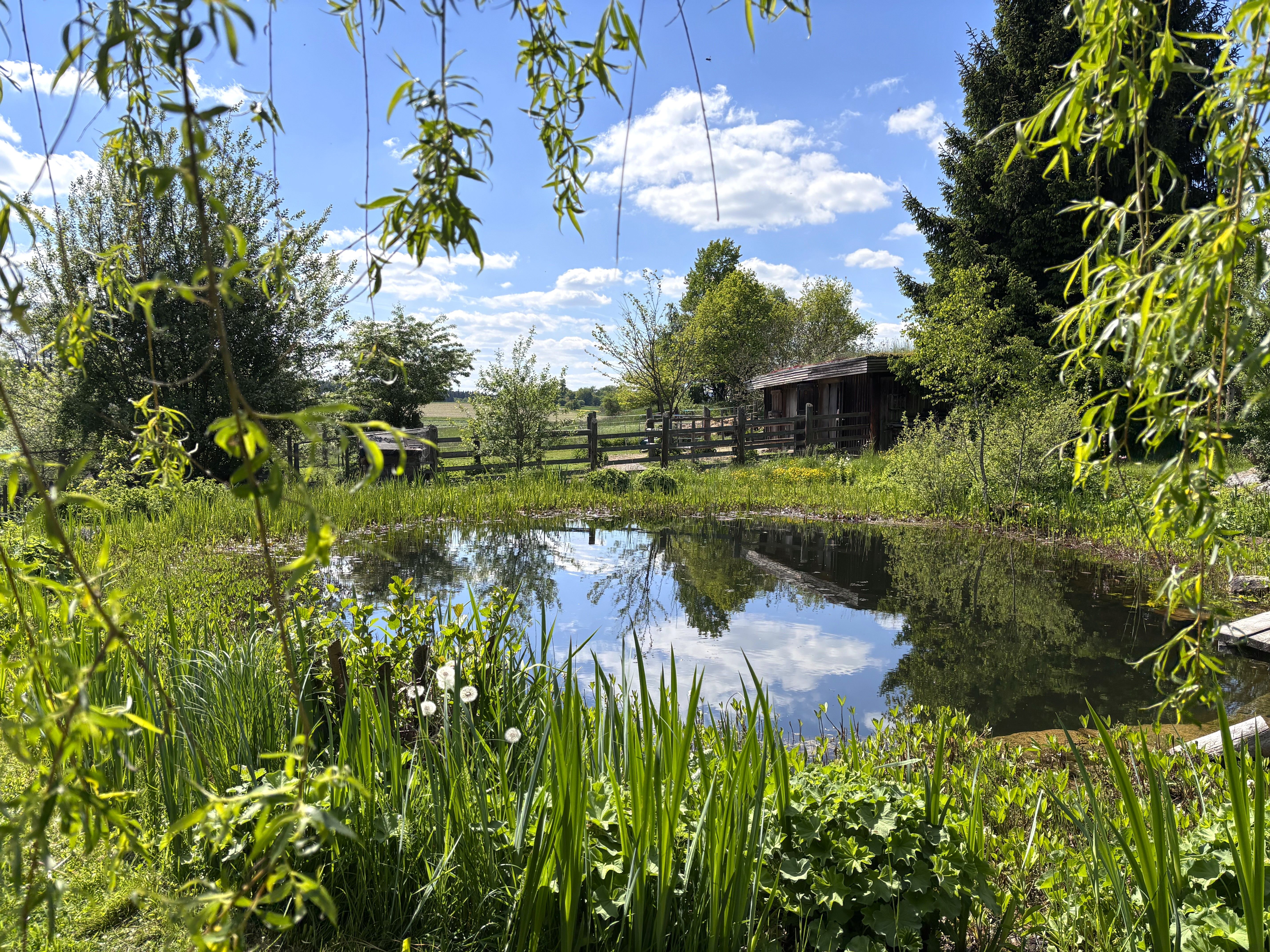 An idyllic garden with a pond, surrounded by trees and plants, under a blue sky with clouds.