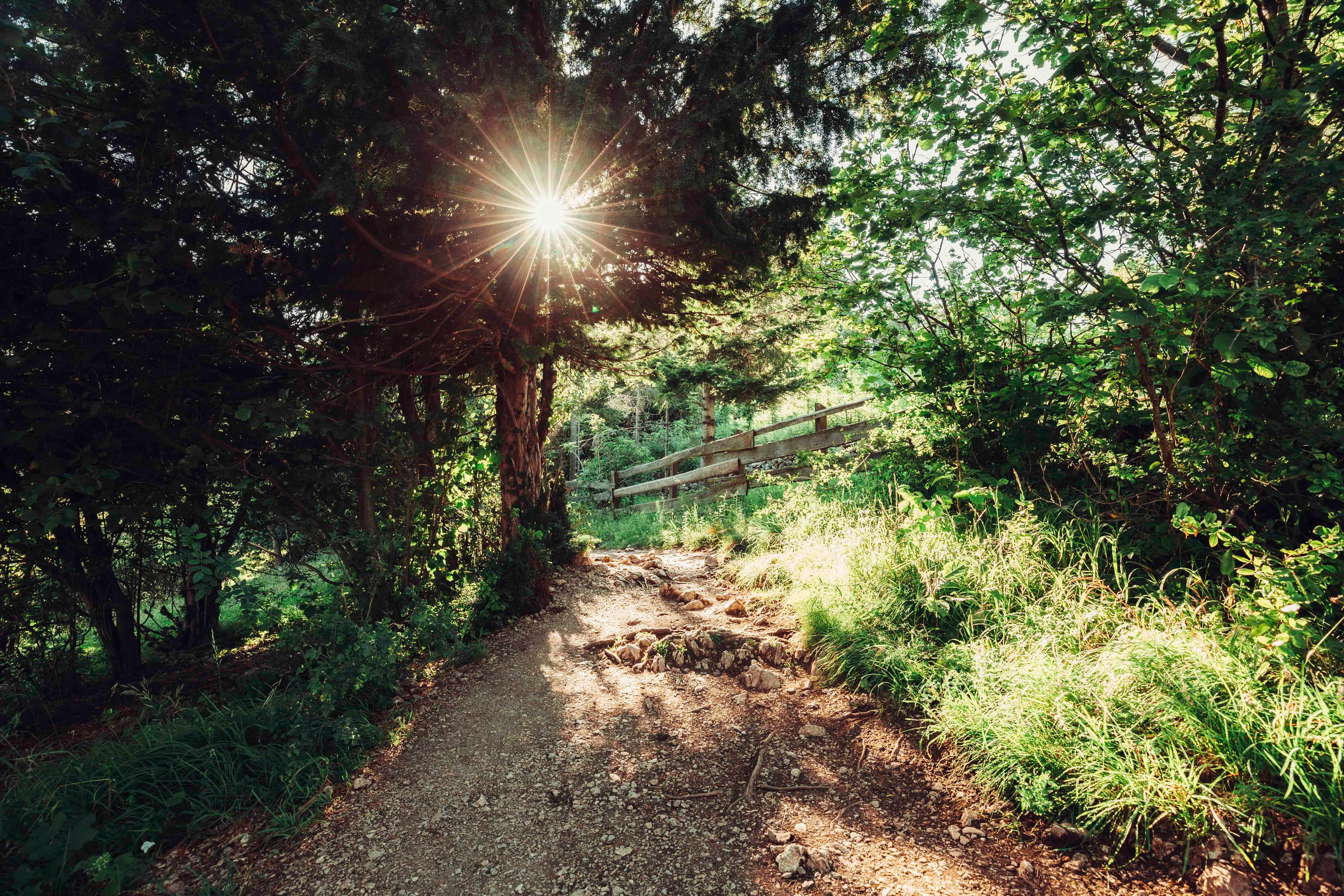 Rays of sunlight through trees on a forest path in the Hohe Wand Nature Park.