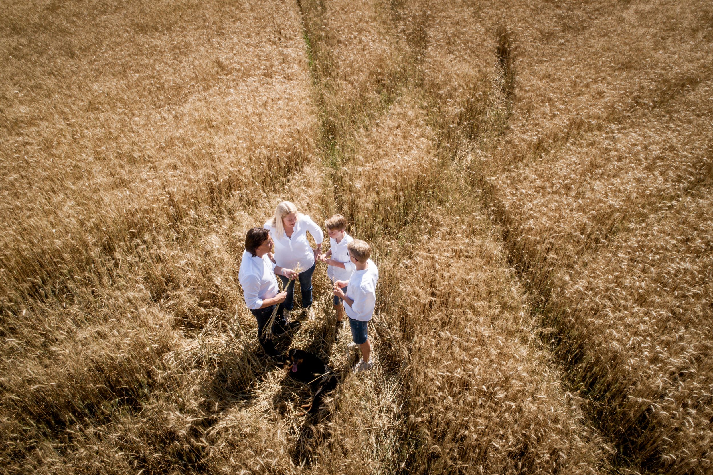 Four people stand in a golden wheat field and talk while a dog sits next to them.
