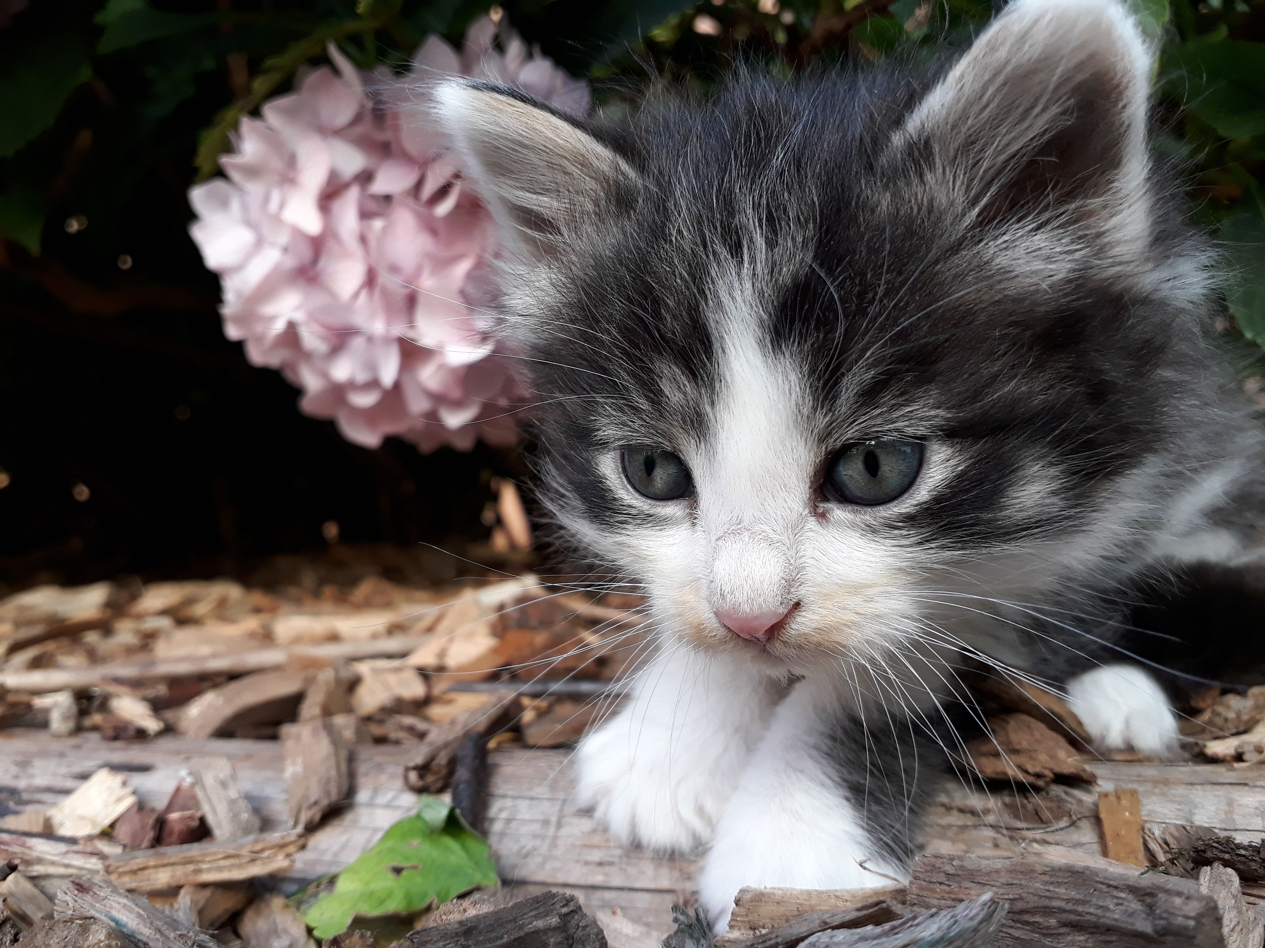 Close-up of a baby cat with black and white fur lying on wood shavings. A pink flower can be seen in the background.