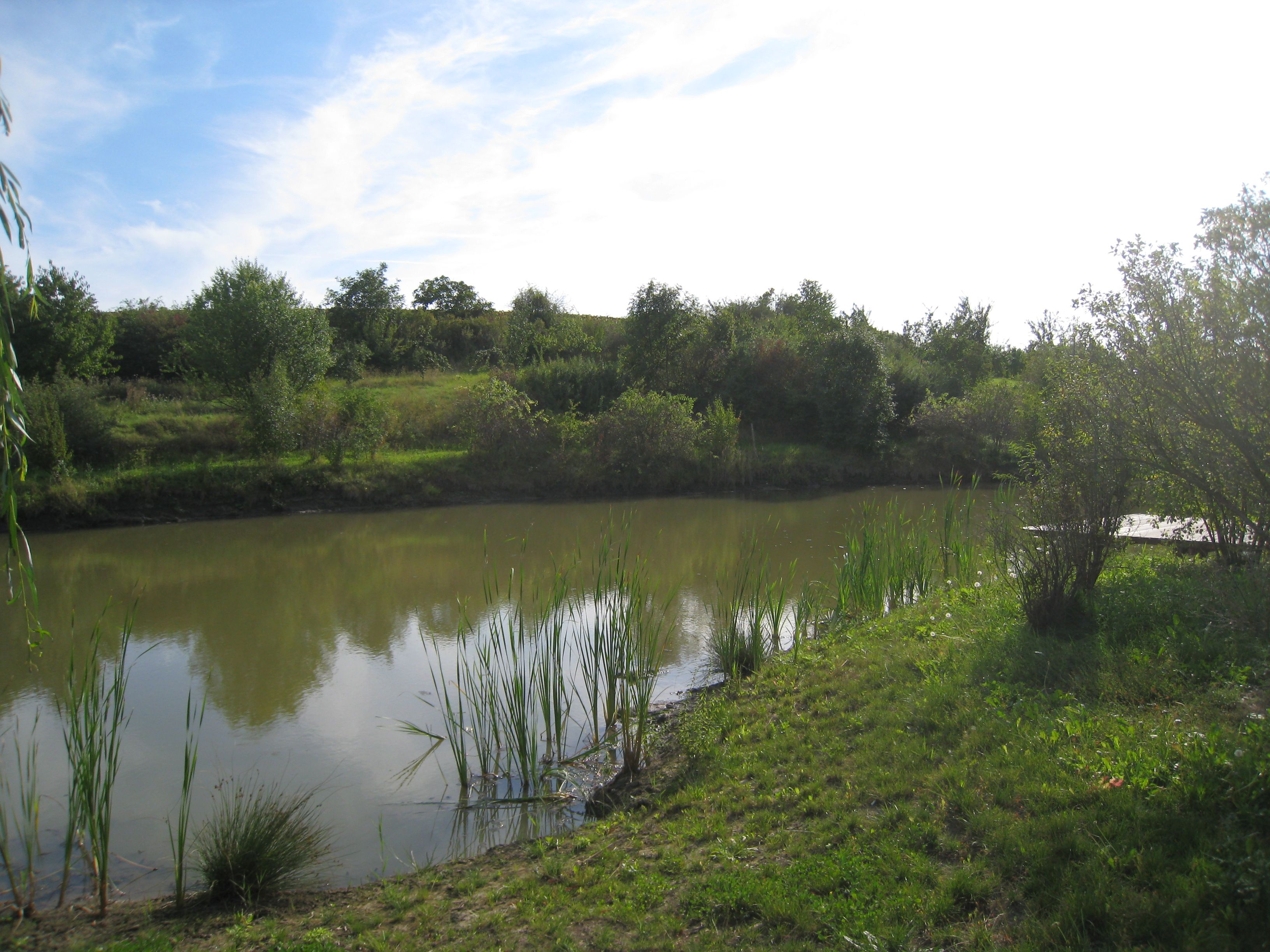 A small pond with reeds and trees in the background under a blue sky.