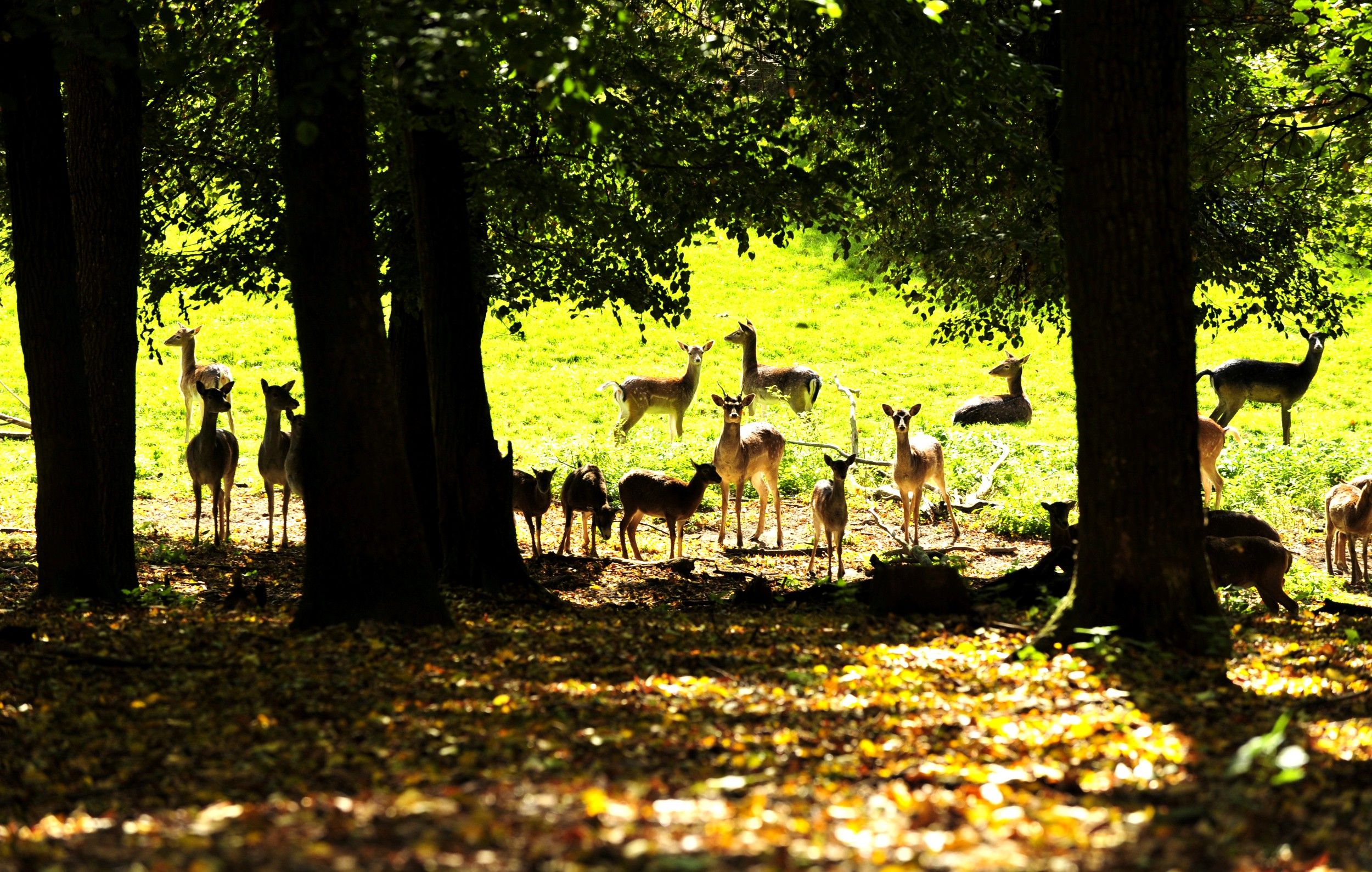A group of deer stands and lies in a sunny clearing in the forest.