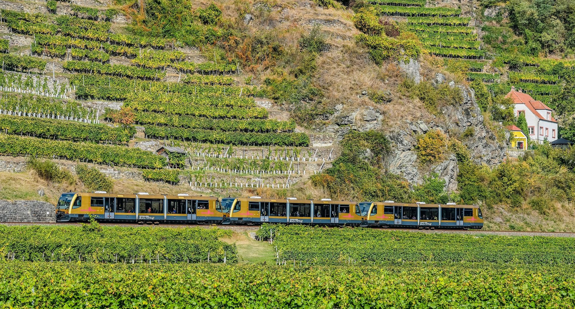 A Wachau Railway train travels through a picturesque vineyard landscape with terraced vines and a small house in the background.