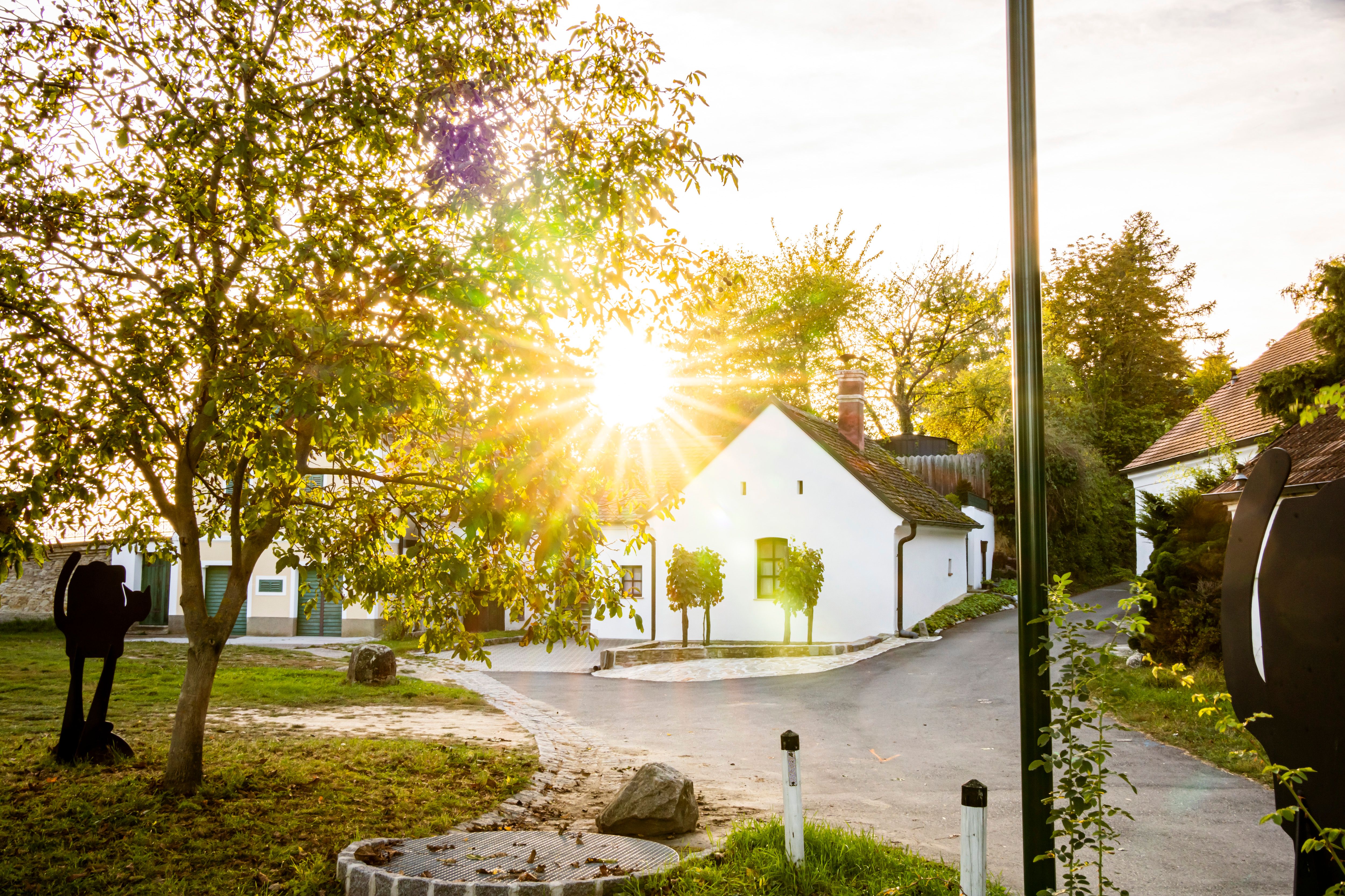 Rays of sunshine through trees in the Sitzendorf wine cellar lane.