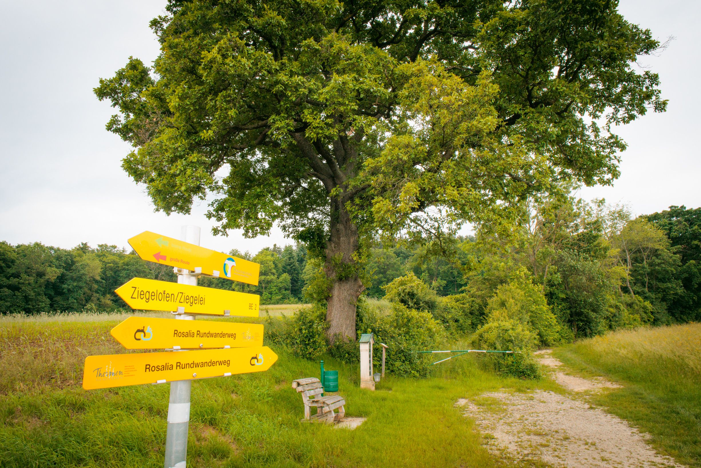 A country lane leads past a large oak tree, next to which there is a bench, a litter garbage can and a memorial plaque. Hiking signposts are in the foreground.