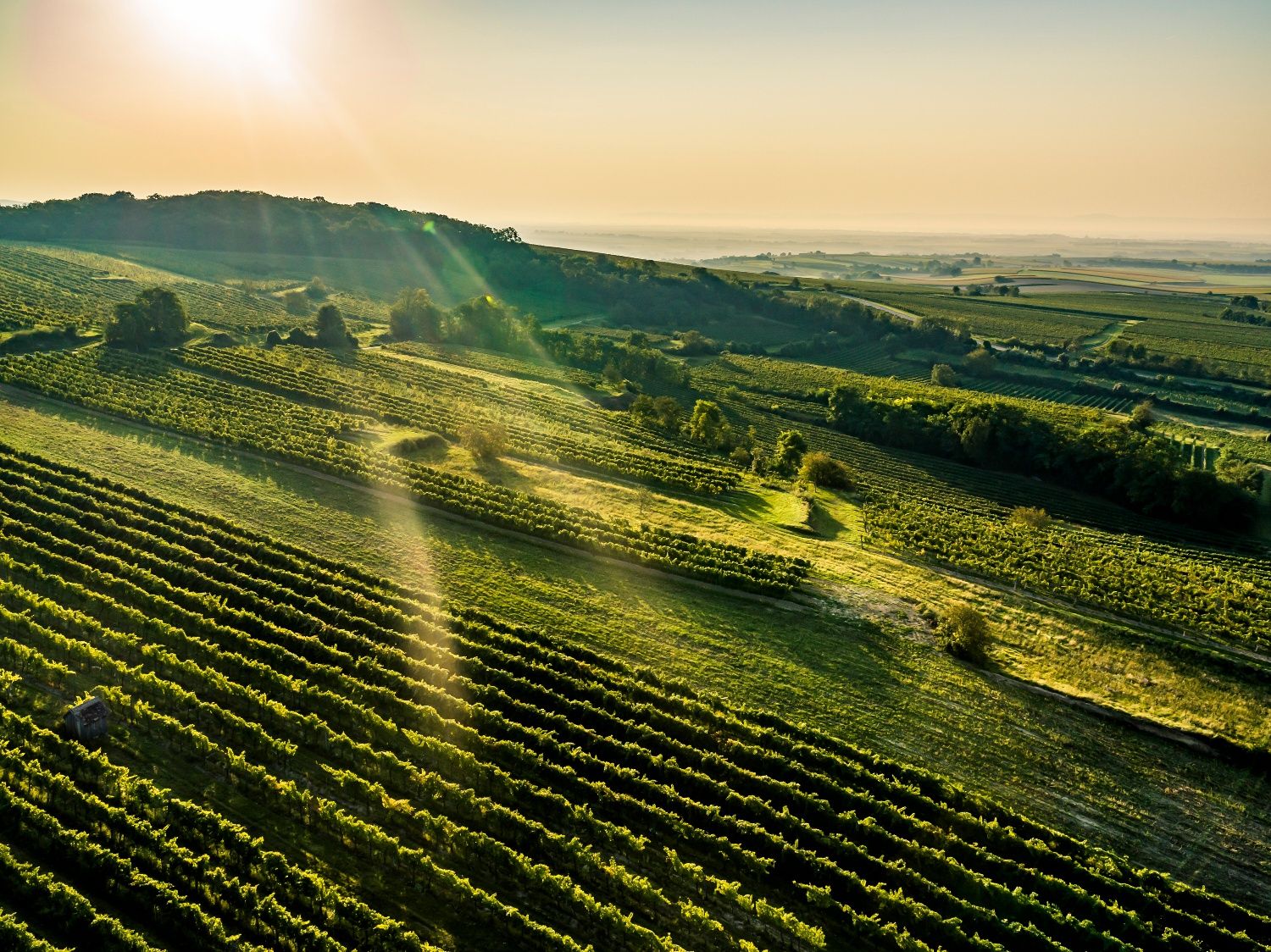 Vineyards in the Wagram region in low sunshine