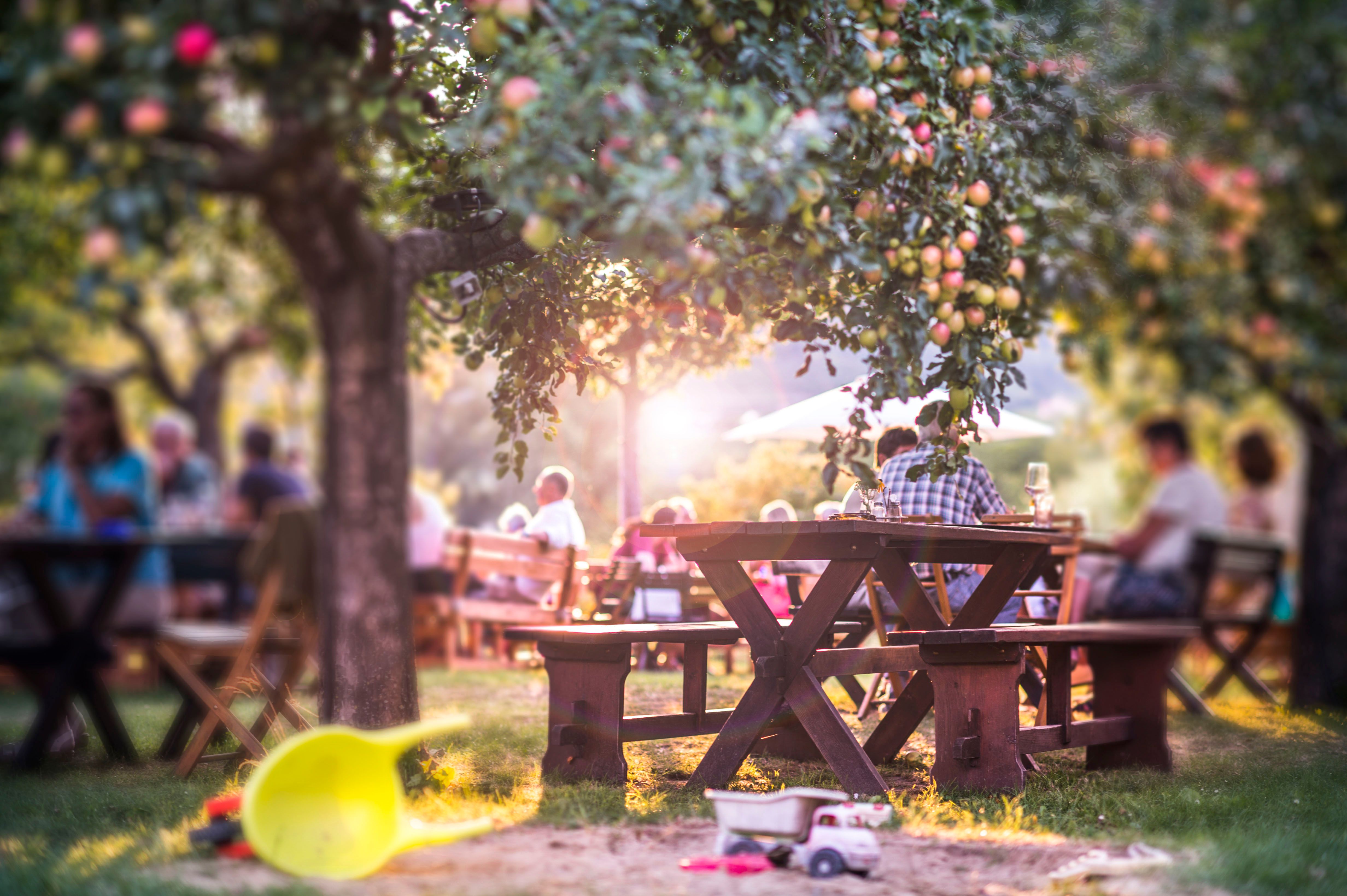 A cozy guest garden with wooden tables under apple trees, with toys in the foreground.
