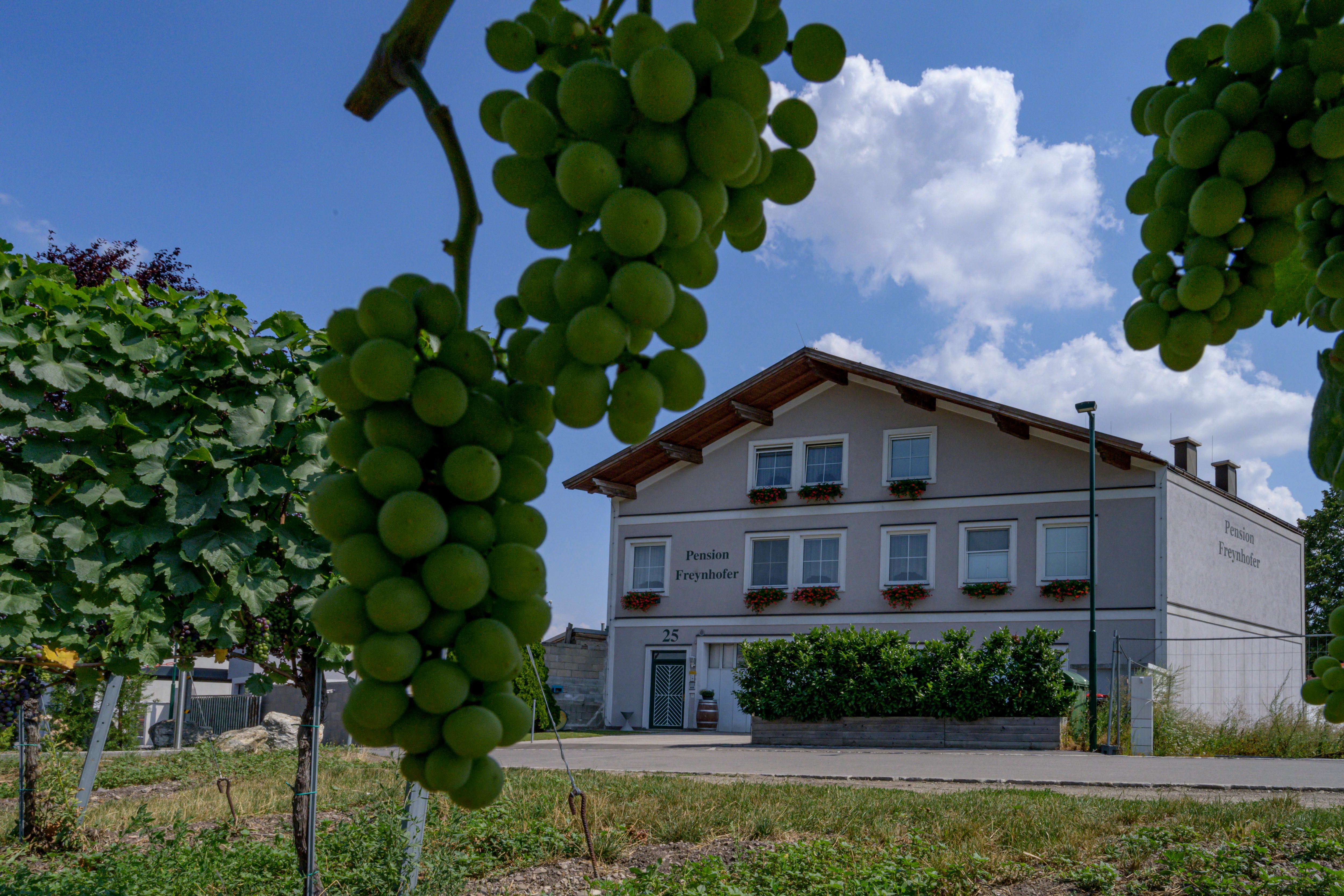 View of the Soosser Winzerhof from the vineyard