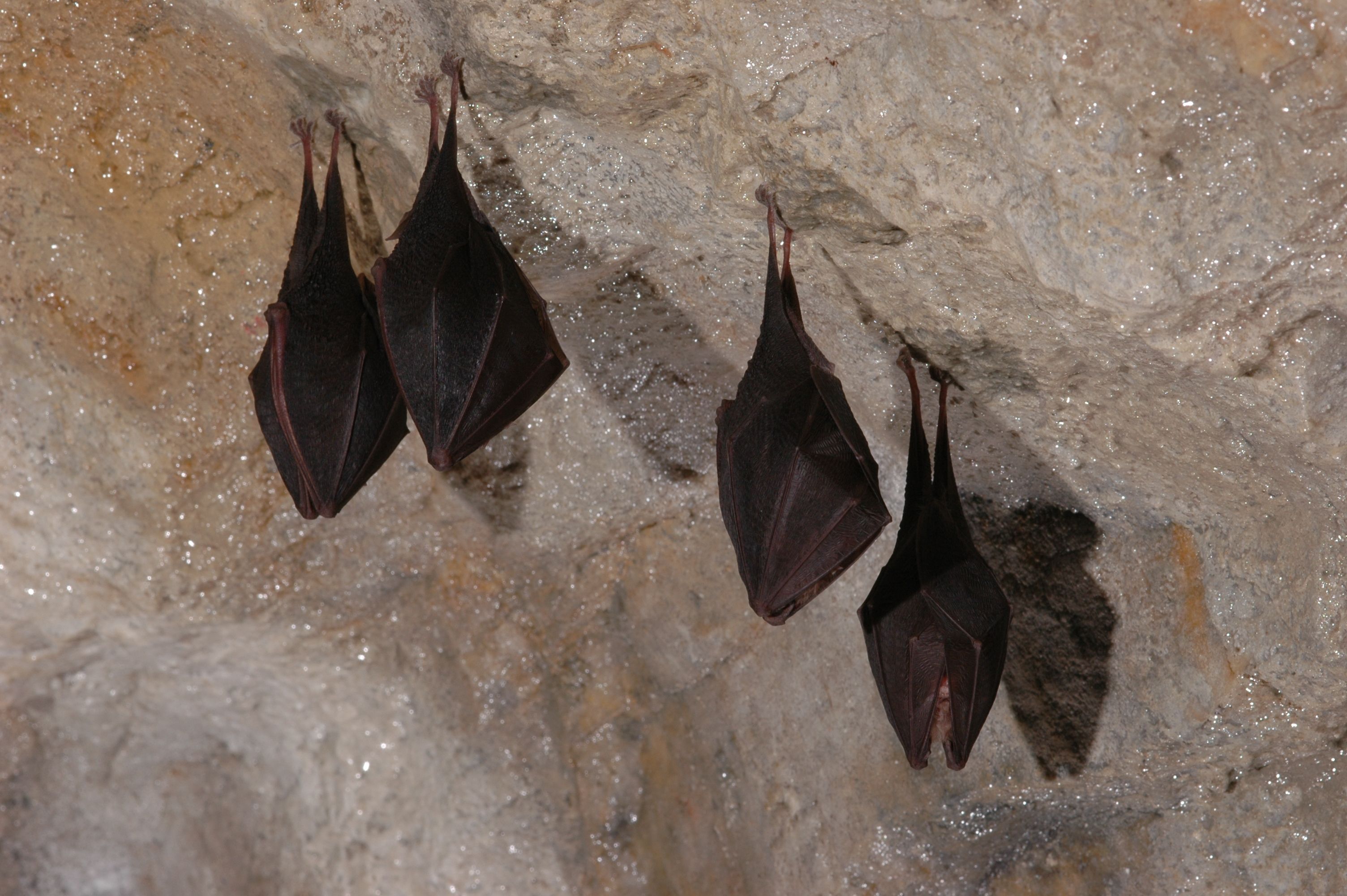 Bats hanging upside down from the ceiling of a cave.