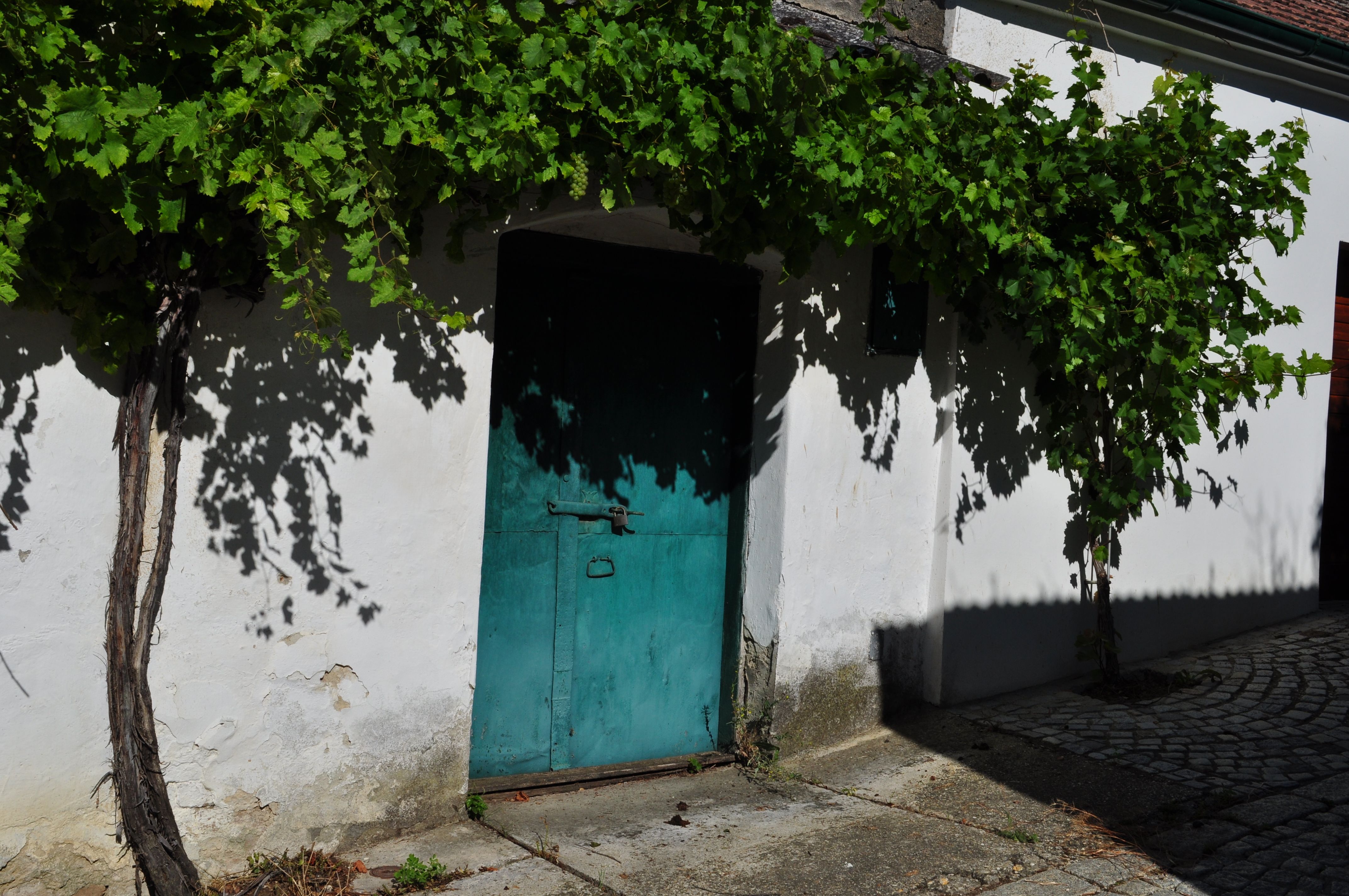 An old, green door in a white wall, surrounded by vines.