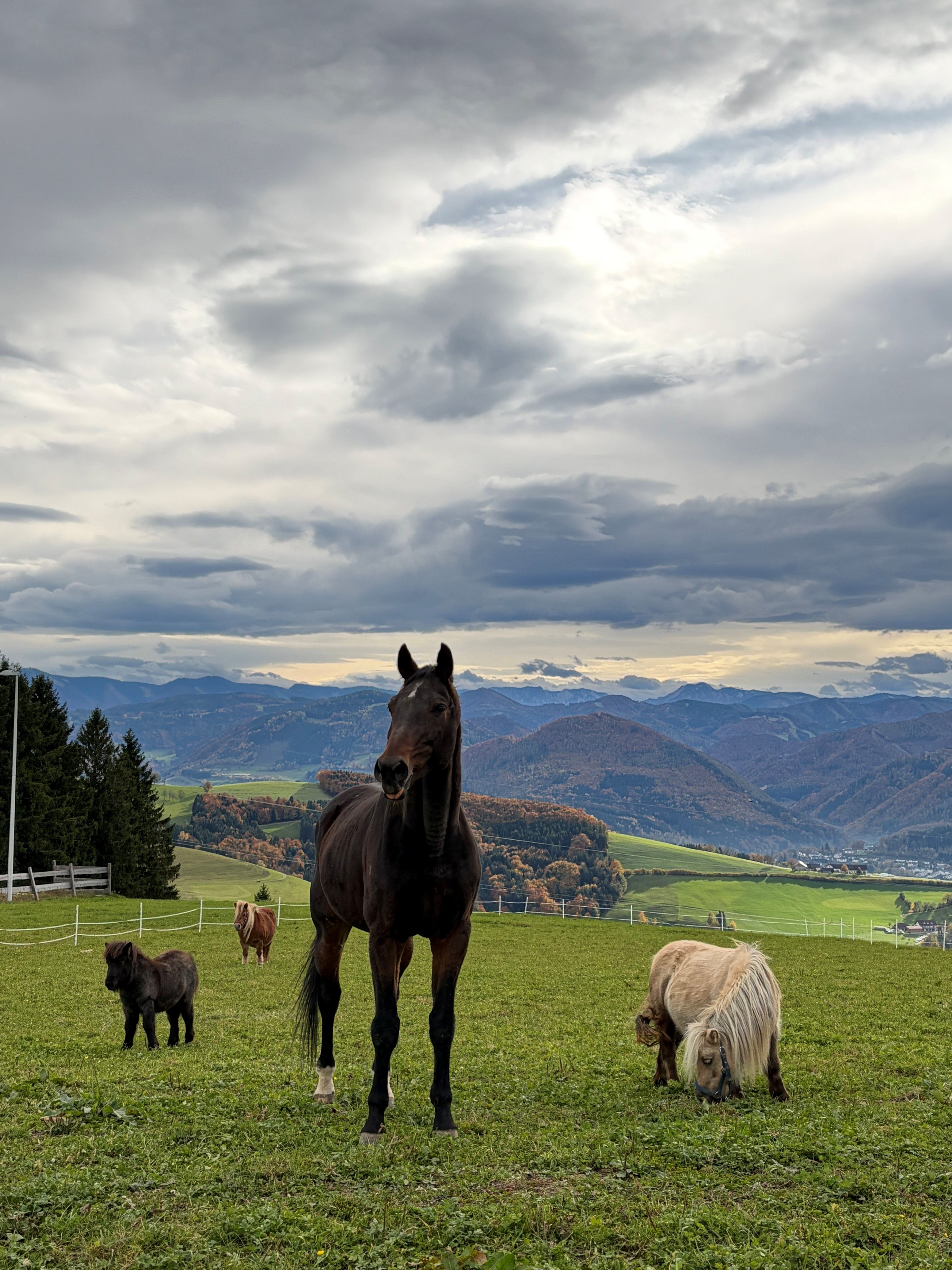 Horses at the Herzogberg estate