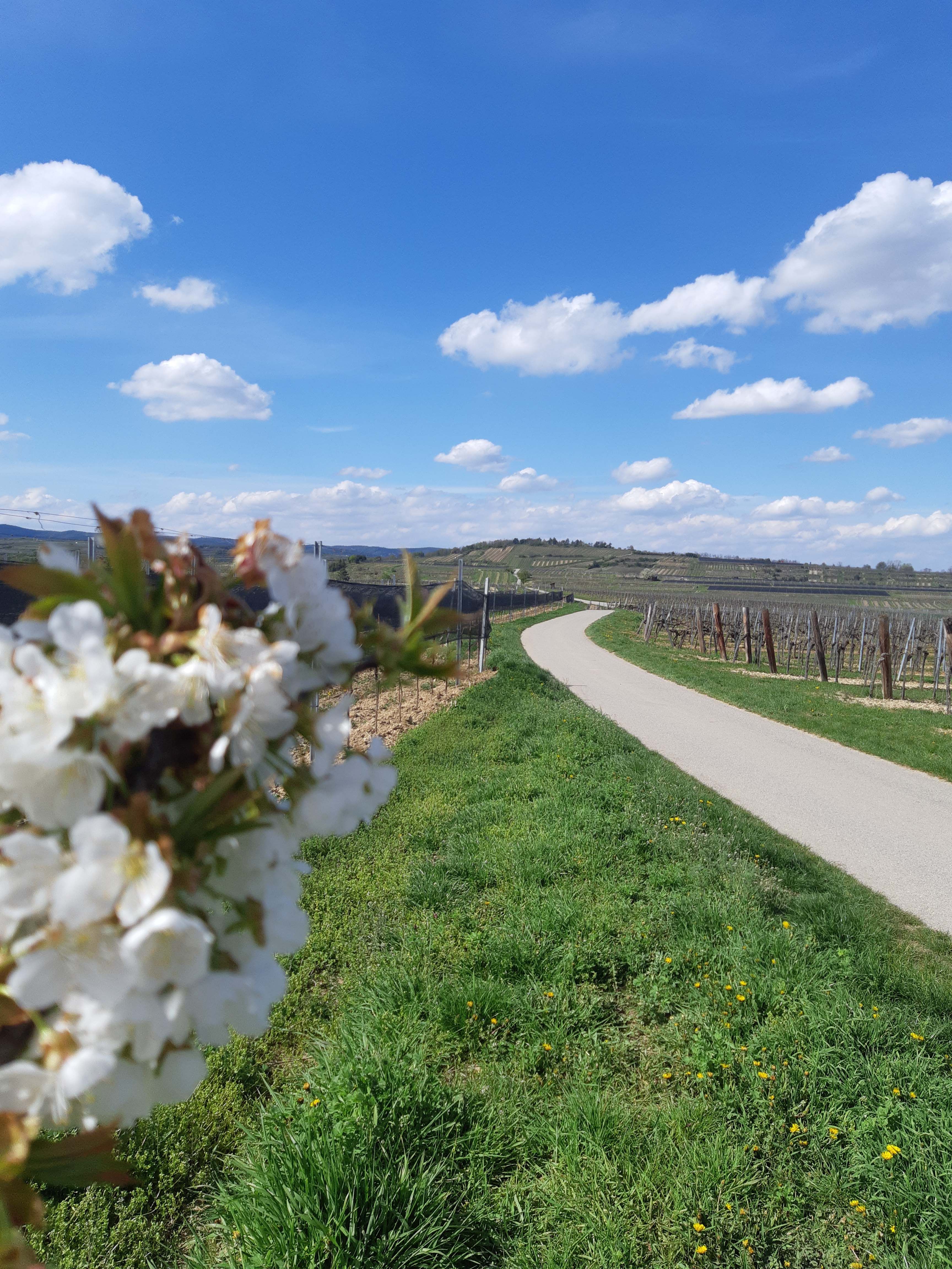Landscape with blossoming trees, a path and vineyards under a blue sky.
