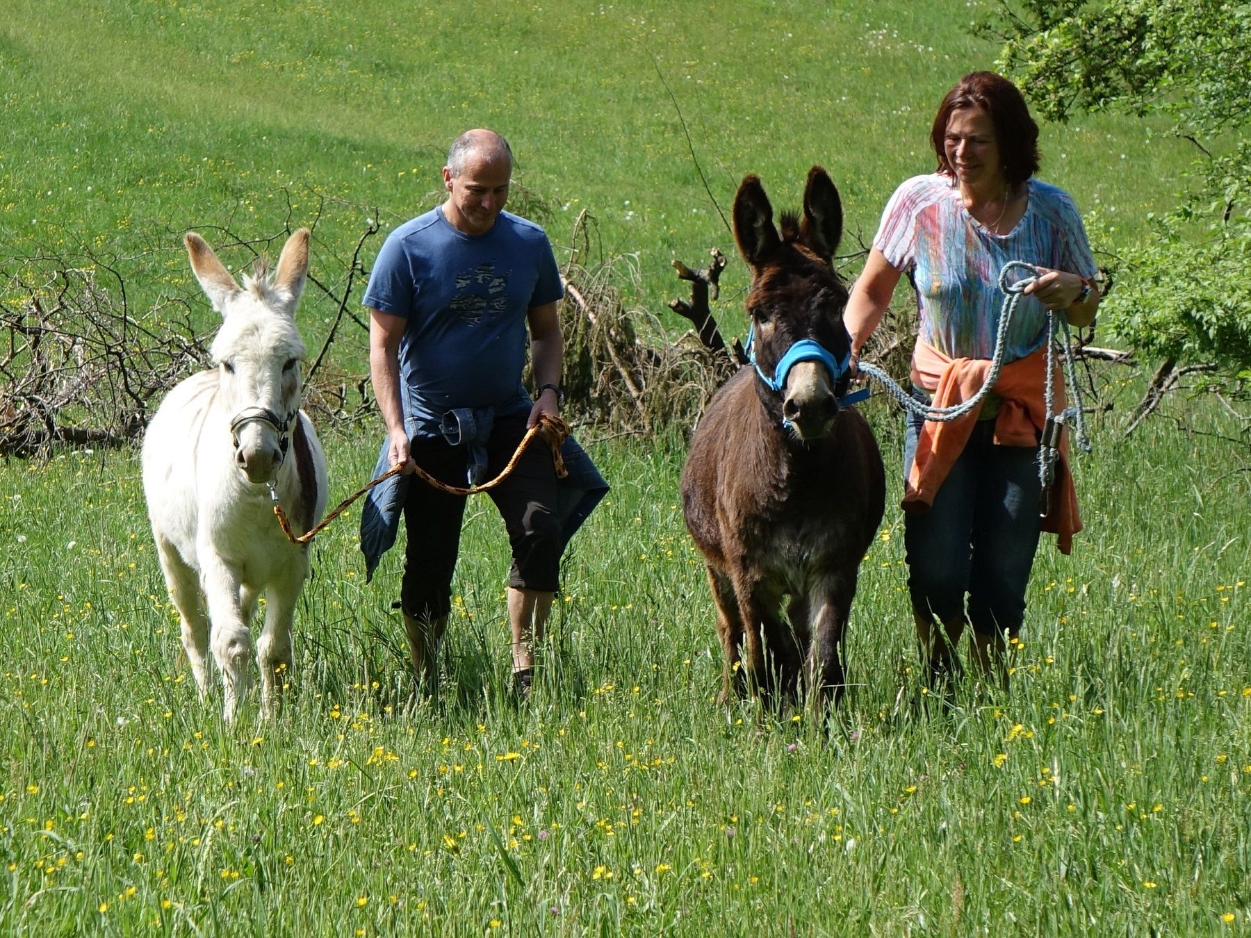 on the meadow