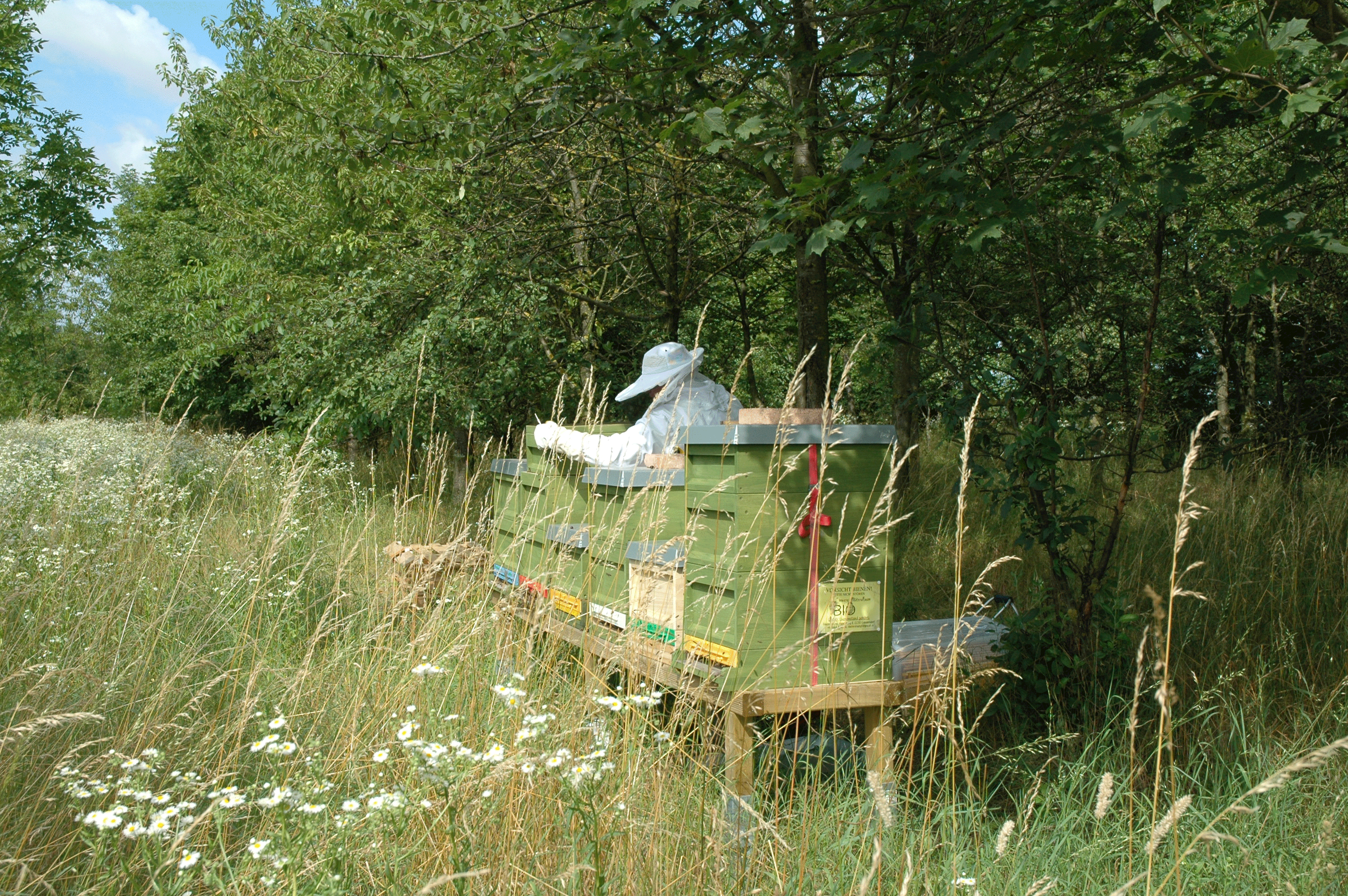 A beekeeper in protective clothing works on a beehive in a green meadow with trees in the background.