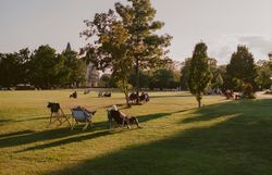 Menschen entspannen auf Liegestühlen im weitläufigen Schlosspark Grafenegg, umgeben von grünen Wiesen und Bäumen im warmen Abendlicht.