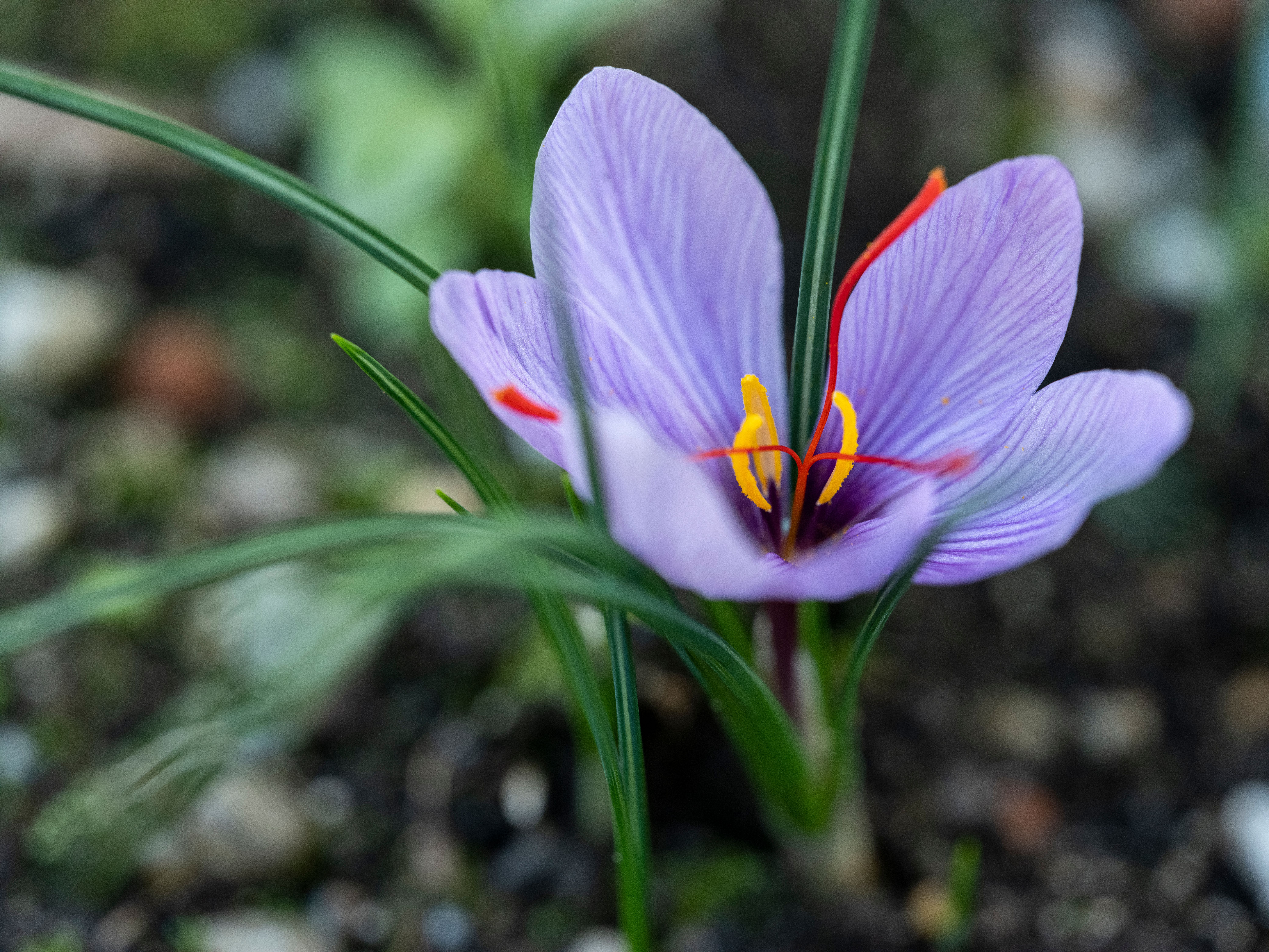 Inmitten der sanften Hügel blüht eine zarte Safranblüte, die mit ihren leuchtenden Farben die Umgebung verzaubert. Die frische Luft und das sanfte Rascheln der Gräser schaffen eine harmonische Atmosphäre, die zum Verweilen einlädt.
